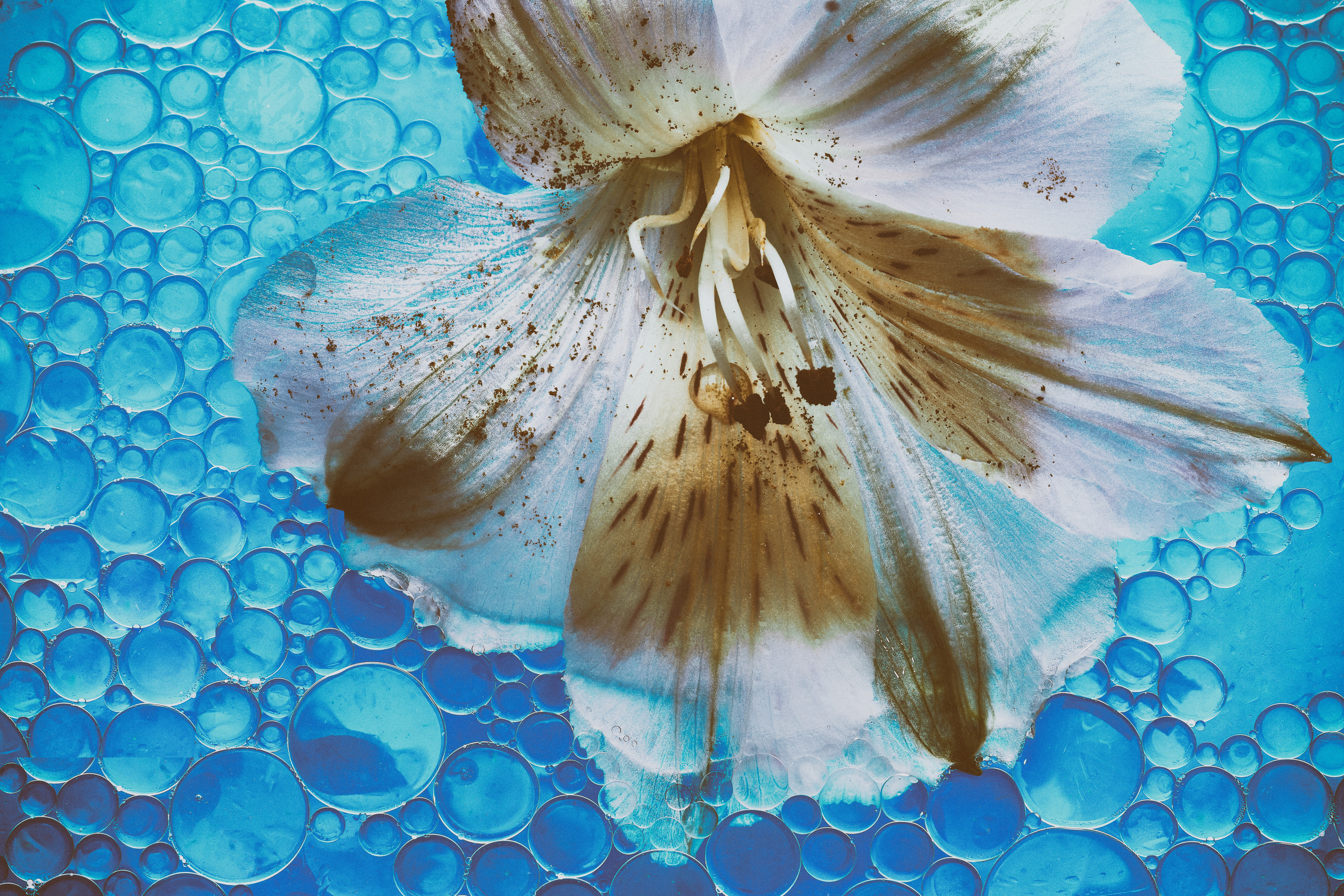 макро цветок и капли масла в воде