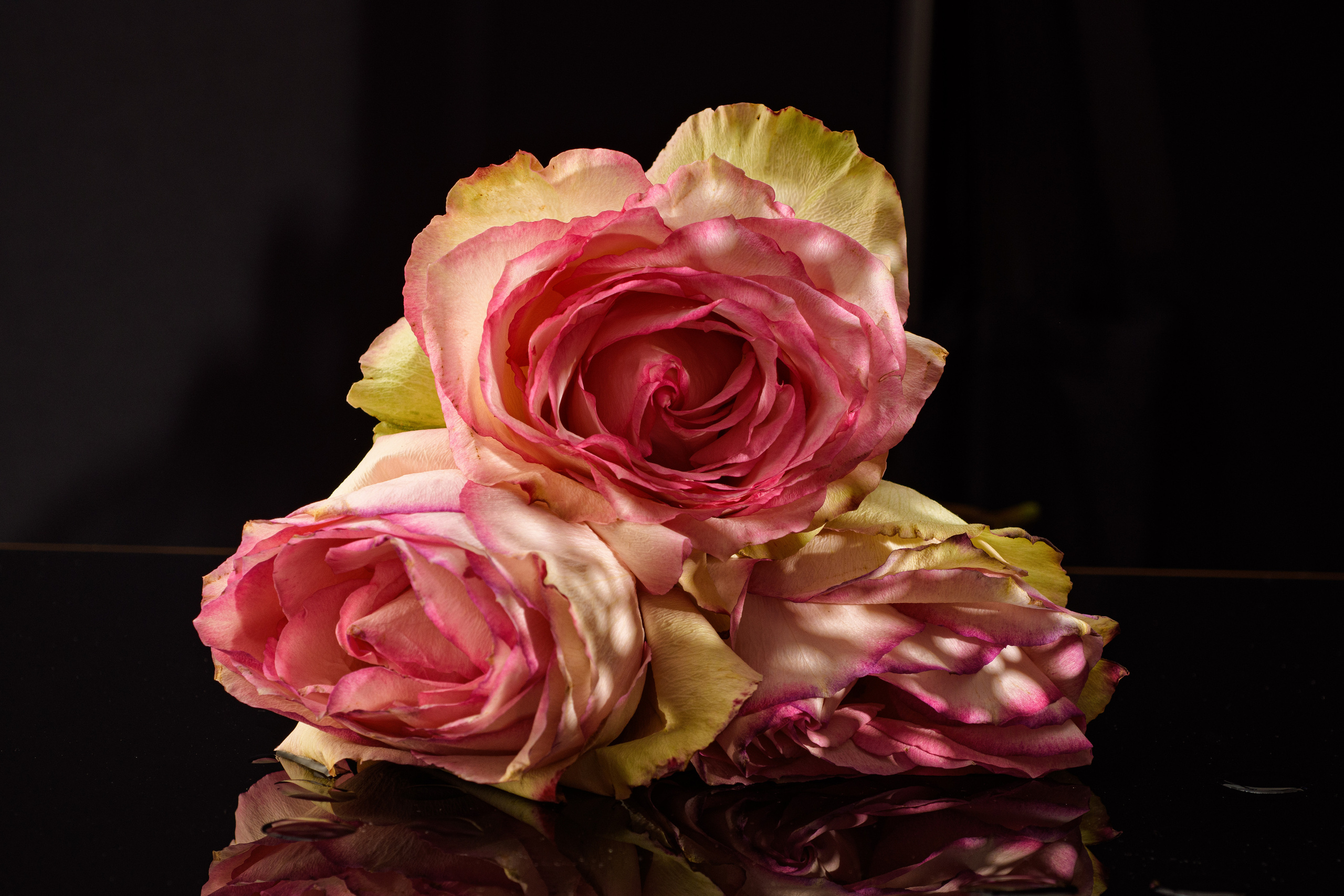 бело-розовые розы на черном стекле