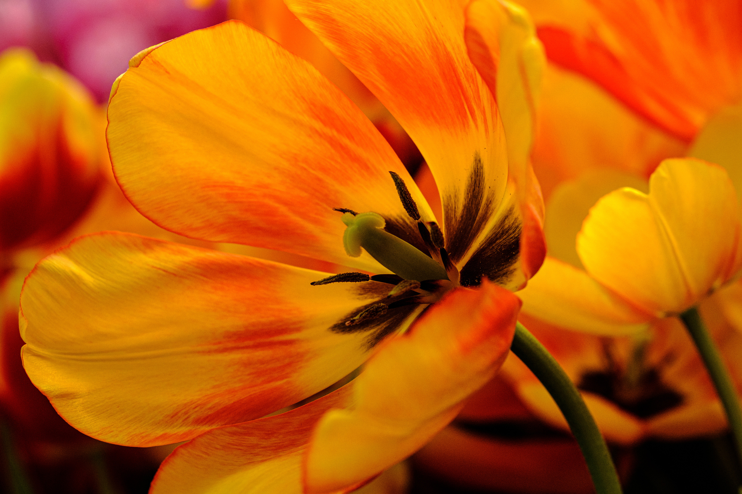 макро цветок тюльпана