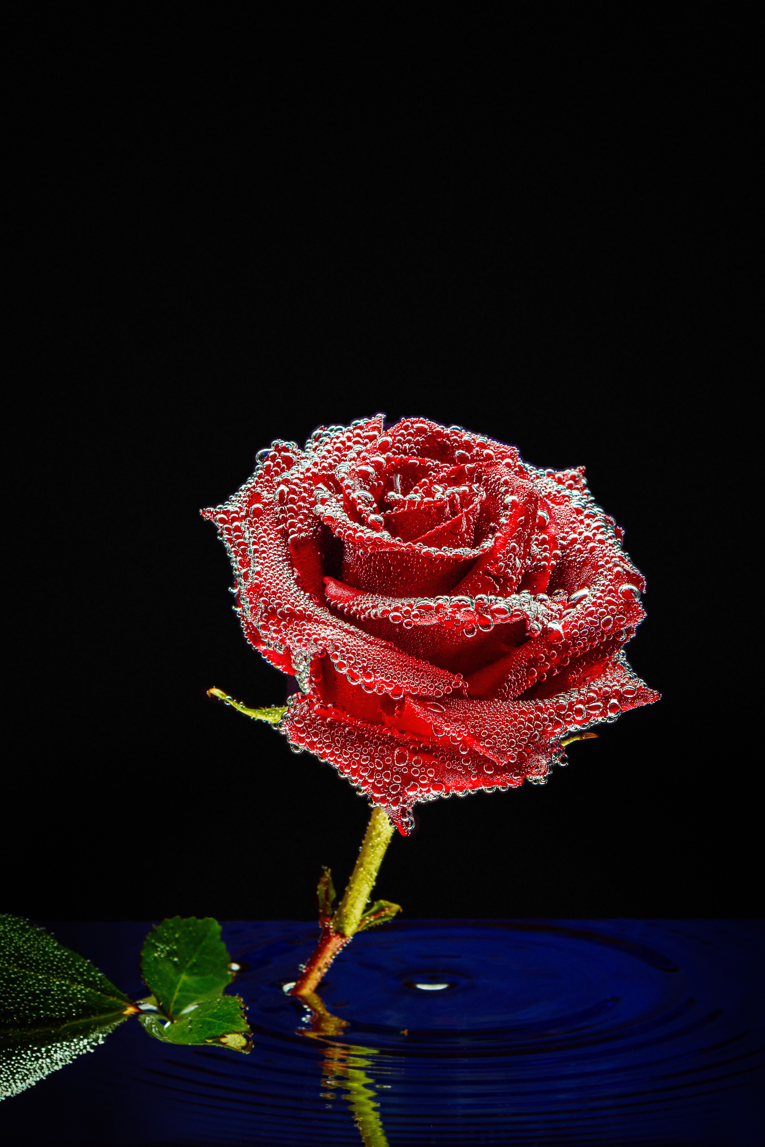 красная роза с макро каплями в воде