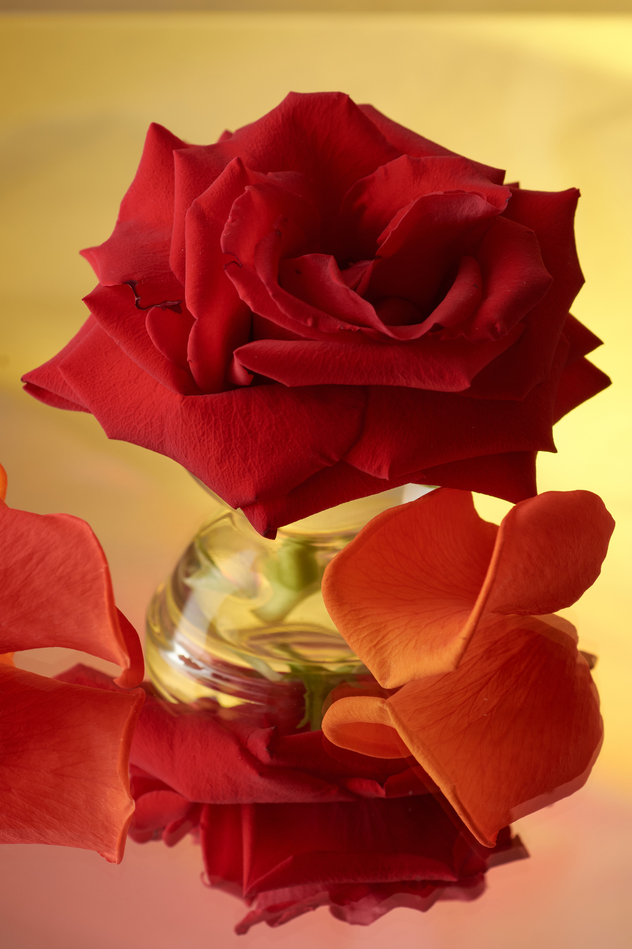 макро цветок красной розы и лепестки на желто-красном фоне