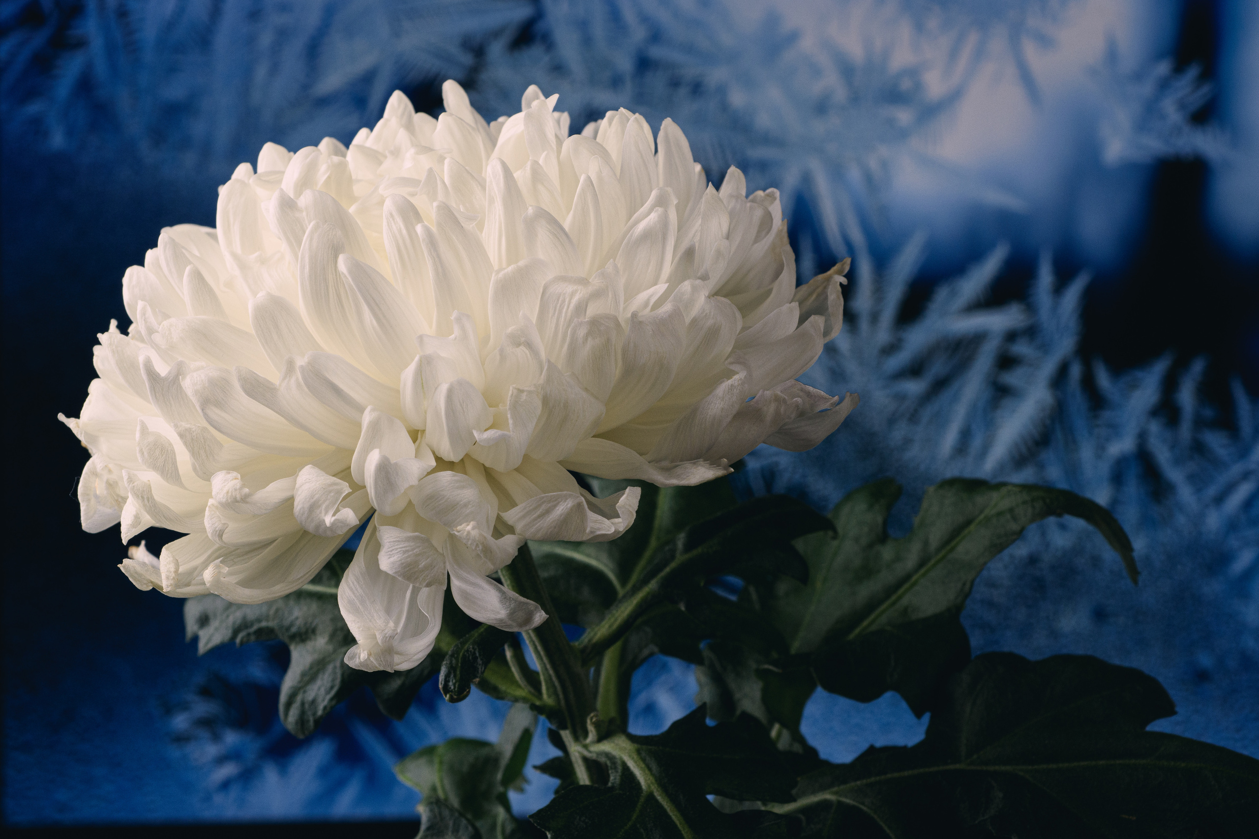 белая хризантема с морозным узором на окне