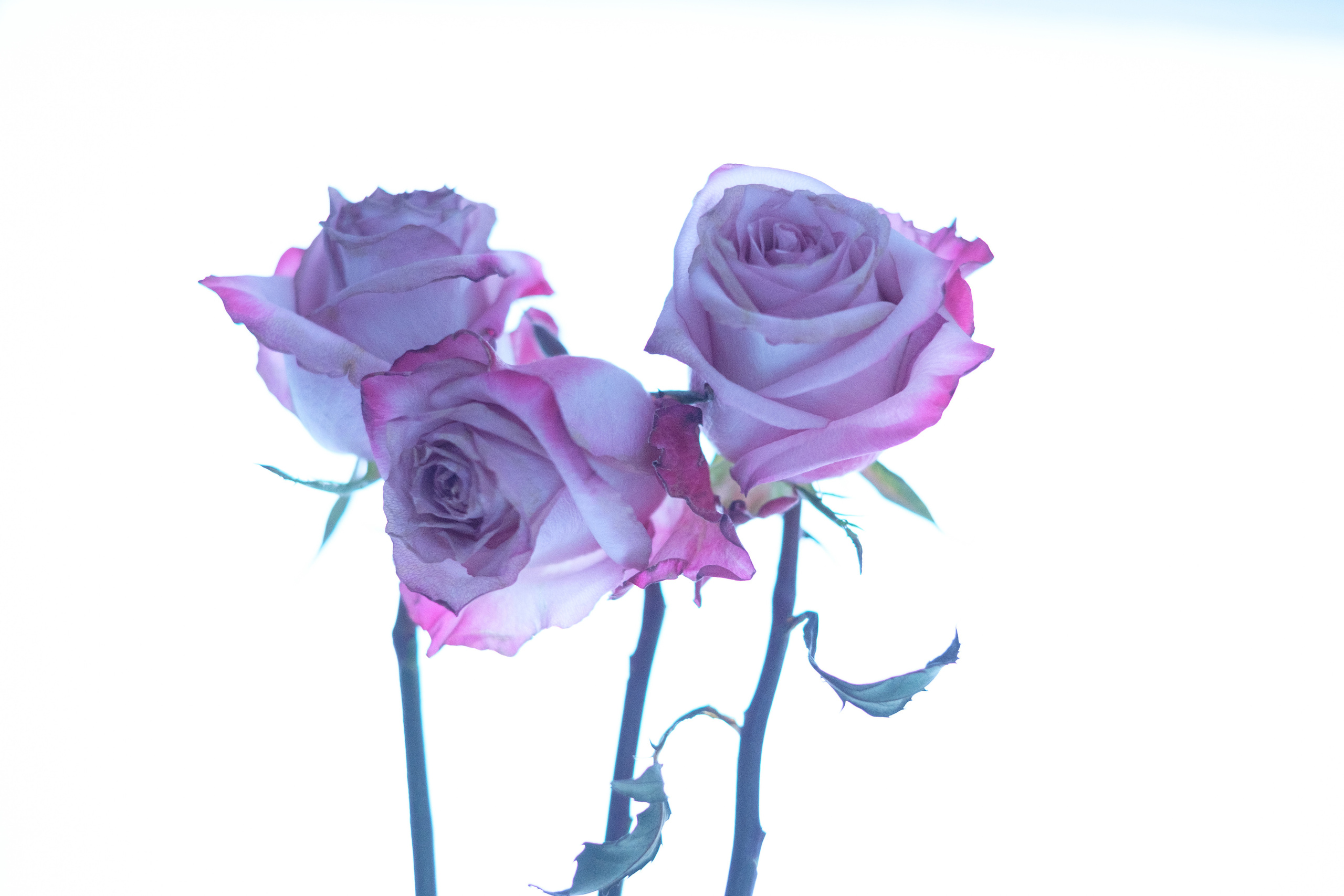 розы в ретро стиле