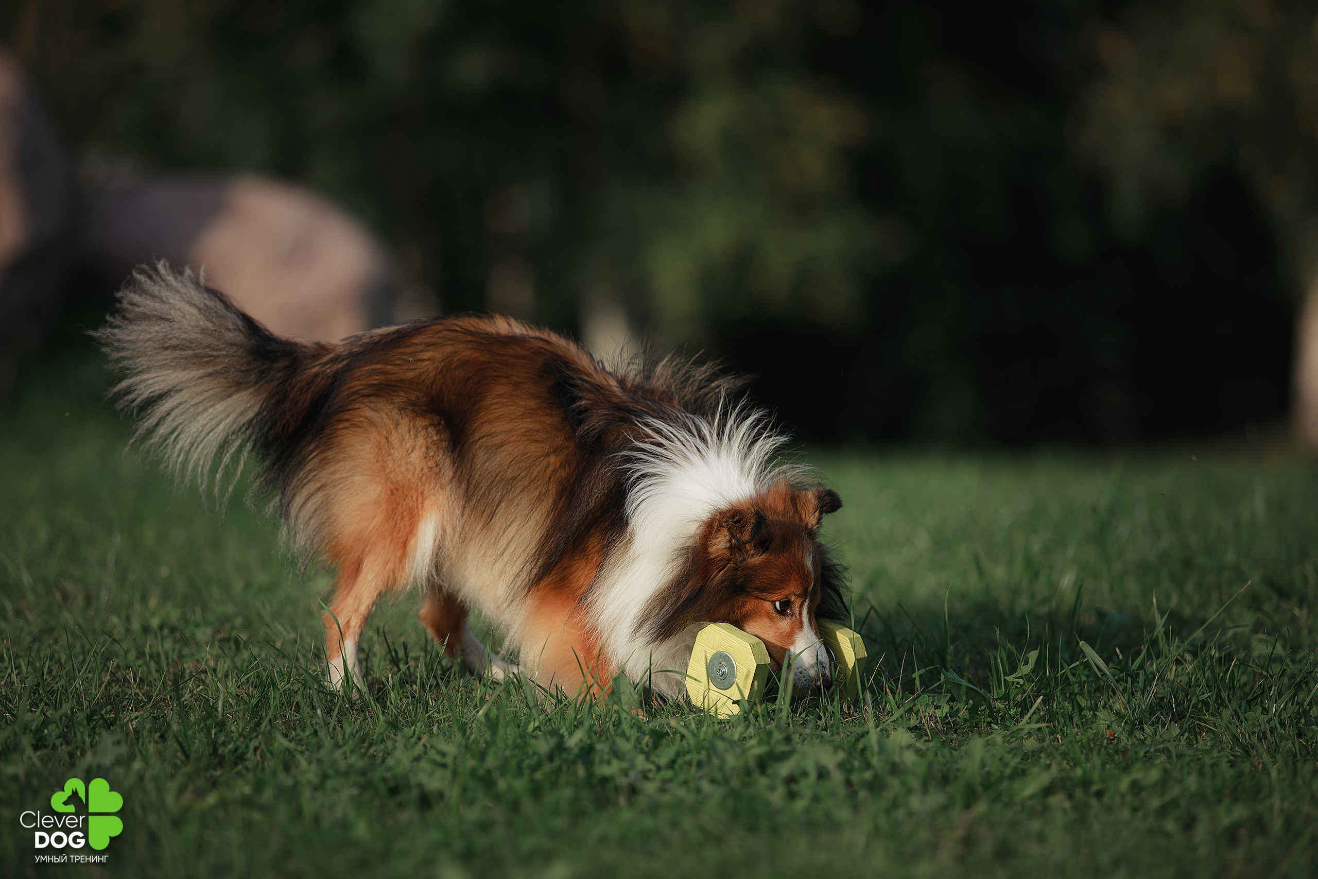 Кинологический лагерь CleverDog, 2024. Фотограф-анималист Mary Mart — Москва, Питер