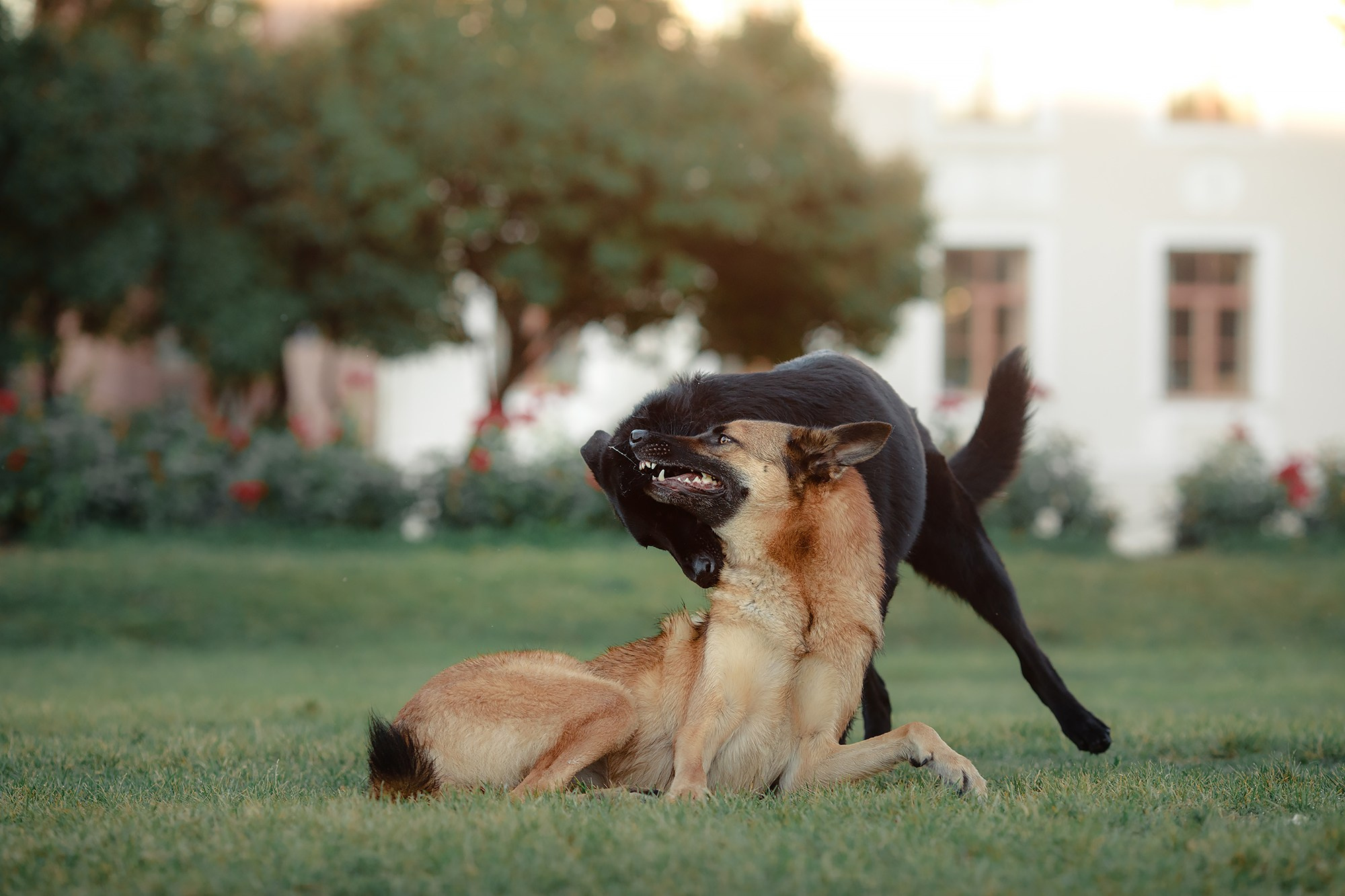 Алена, Кай и Мара. Фотограф-анималист Mary Mart — Москва, Питер