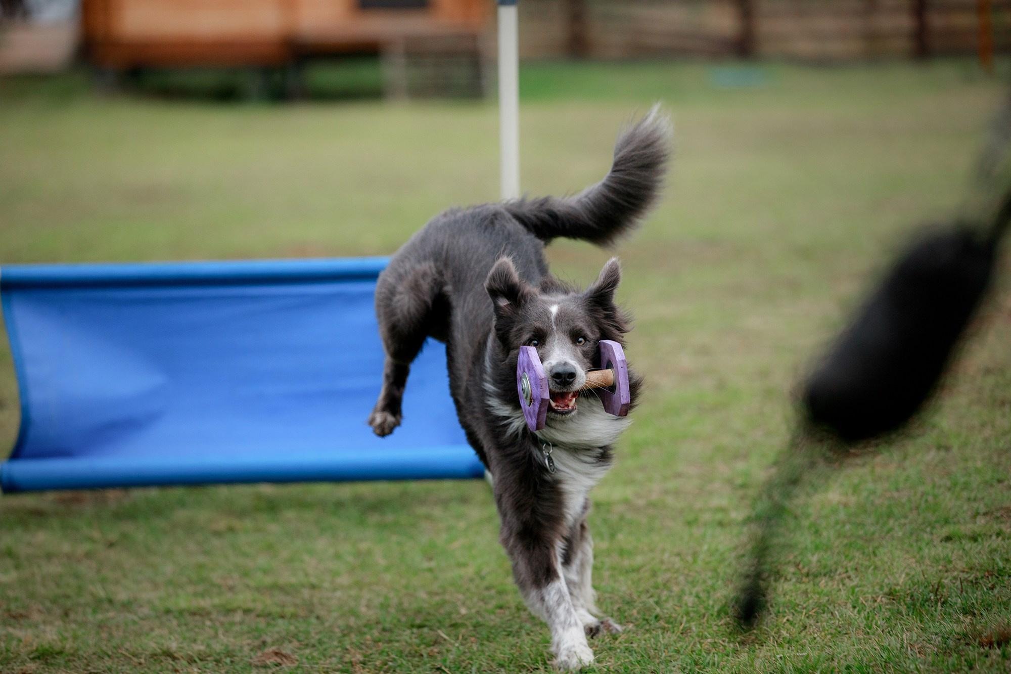 Лагерь по ОБД с Инной Баженовой. Фотограф-анималист Mary Mart — Москва, Питер