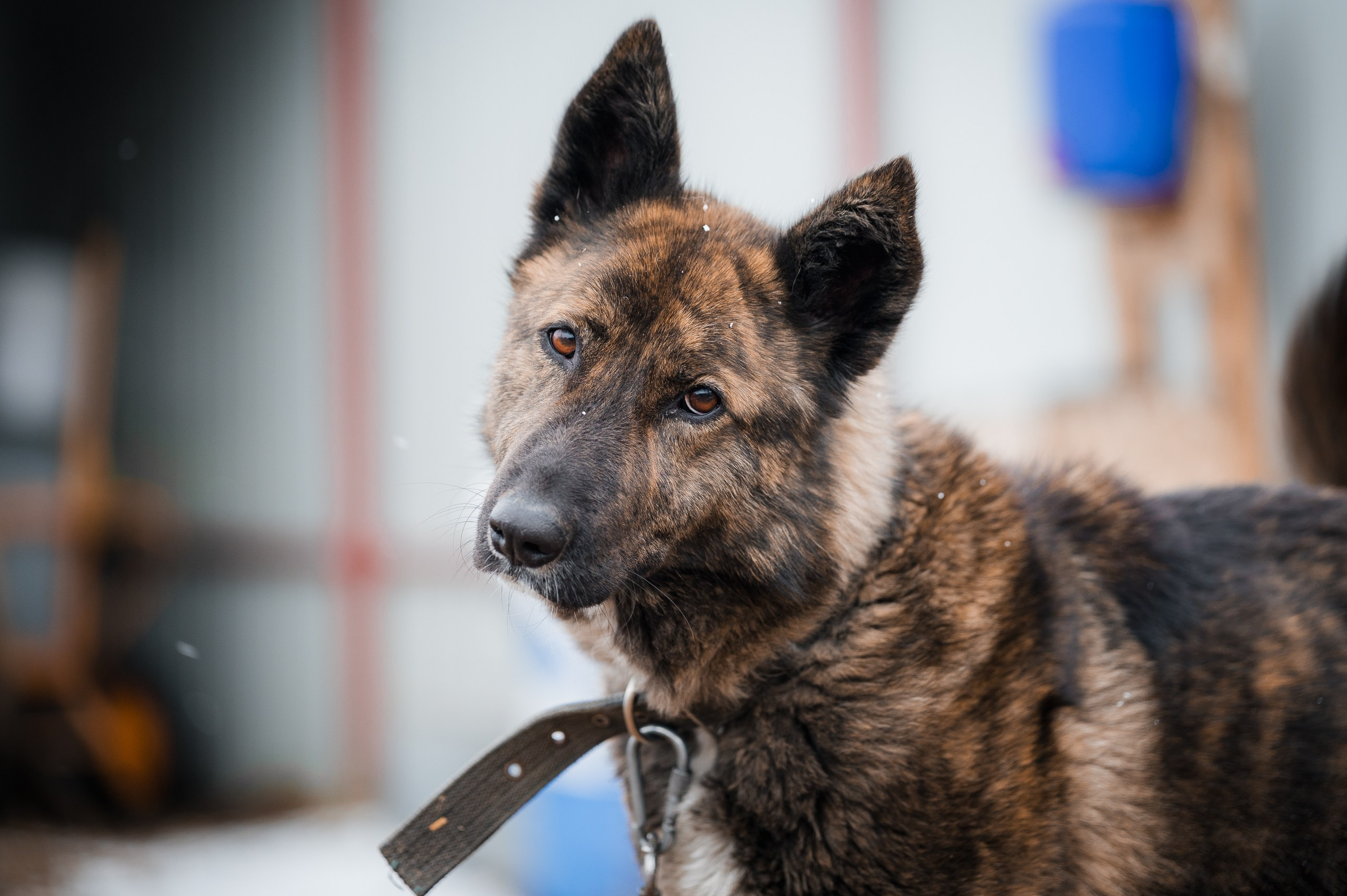 Гера. Улыбка собаки — спасение и пристройство бездомных собак