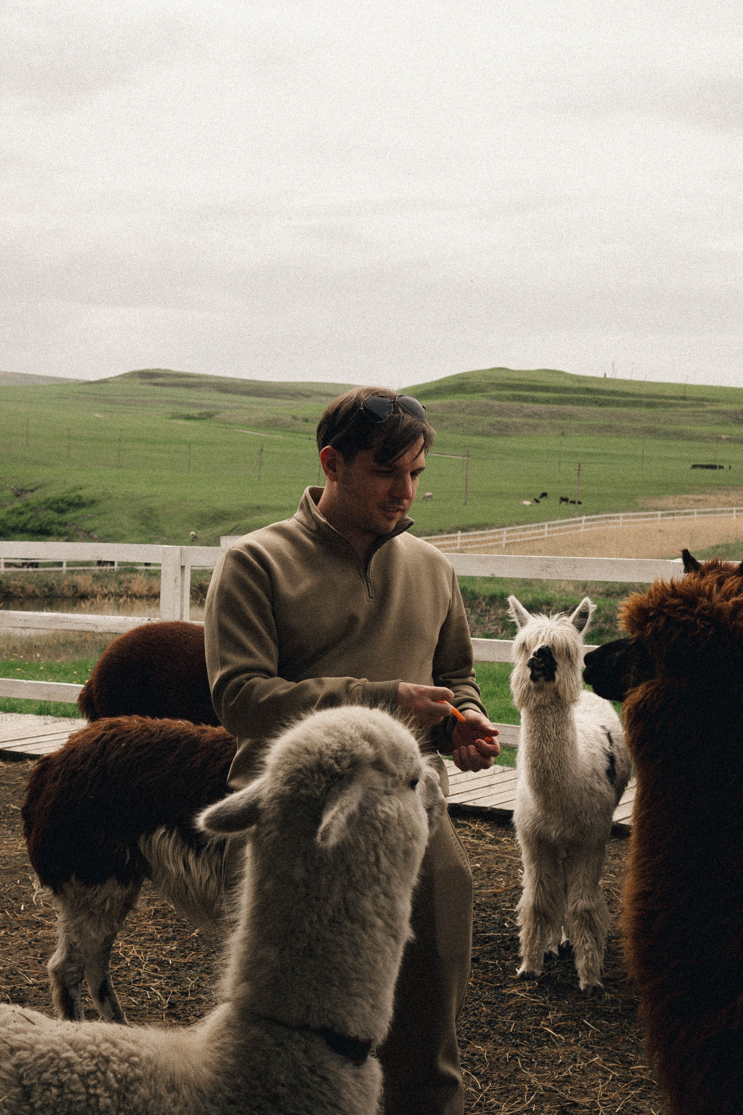 Ферма Альпак. Профессиональный фотограф, Санкт-Петербург — Виктория Богомолова