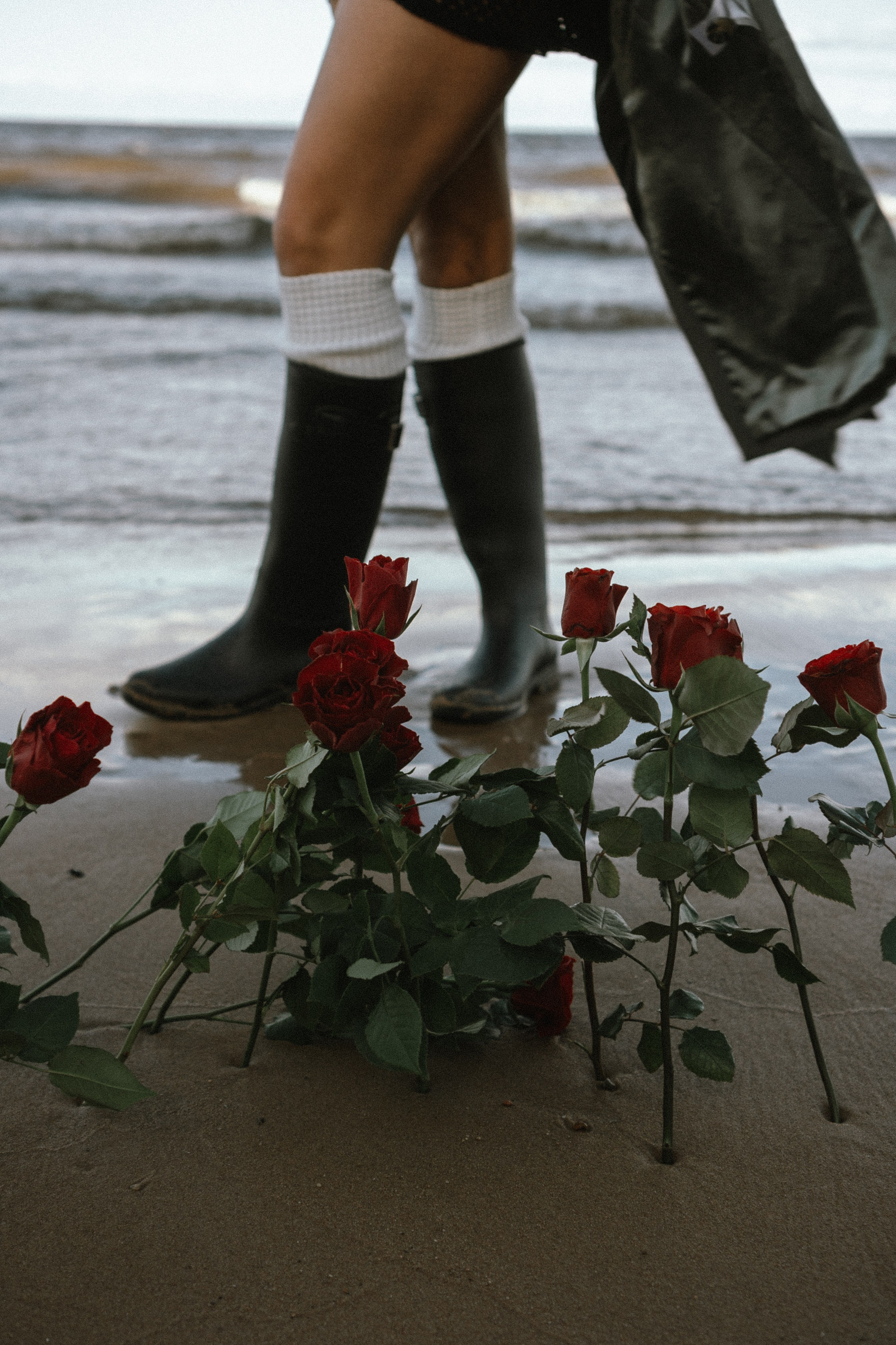 Розы. Профессиональный фотограф, Санкт-Петербург — Виктория Богомолова