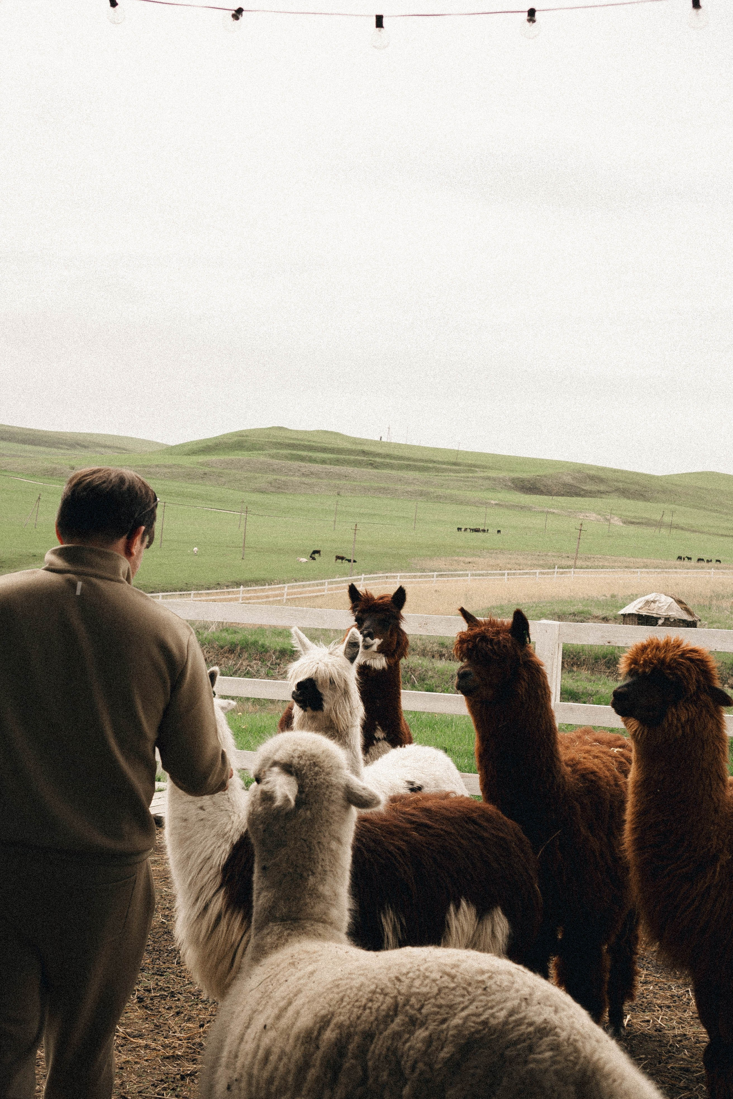 Ферма Альпак. Профессиональный фотограф, Санкт-Петербург — Виктория Богомолова