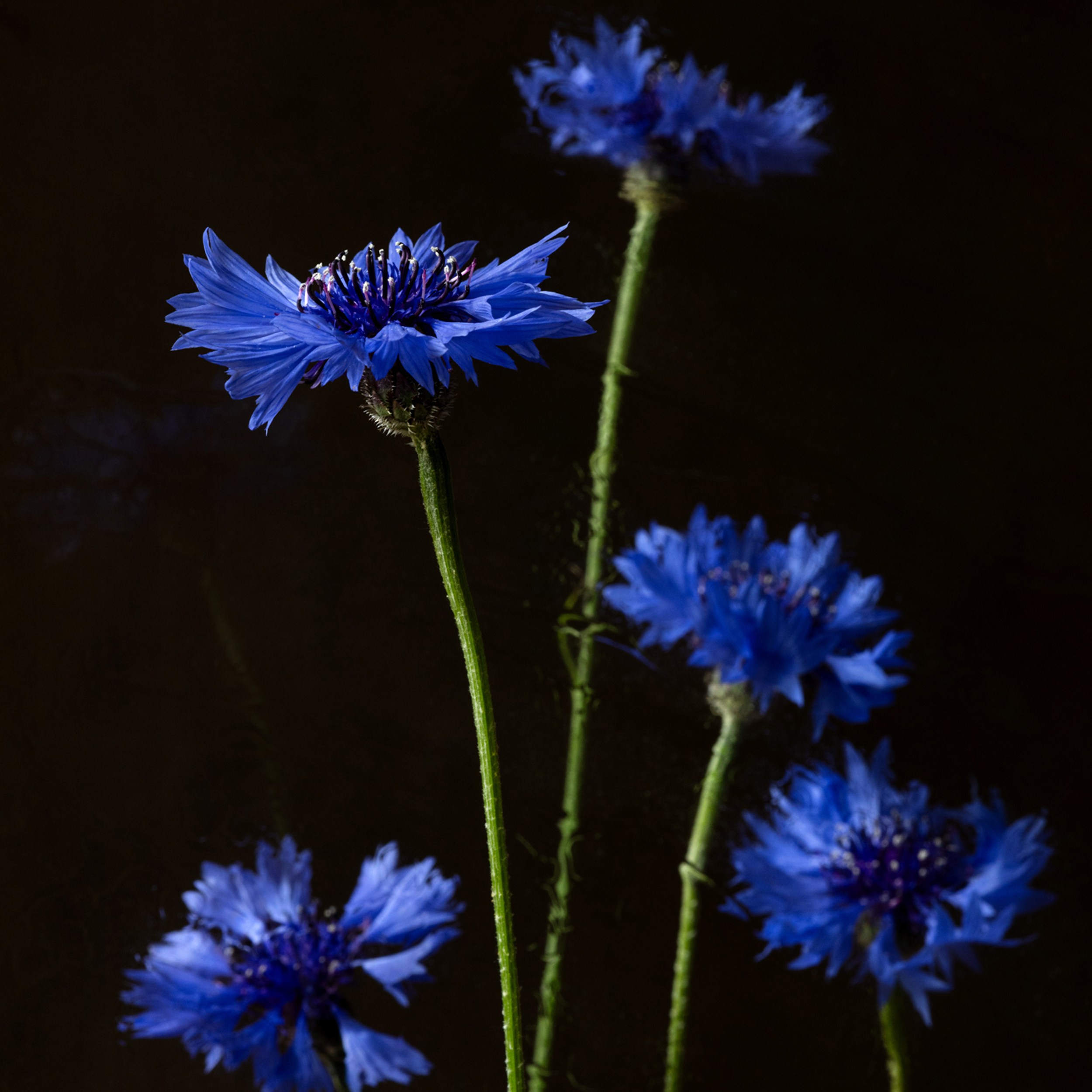 Chorus. Author’s fine art prints with international delivery