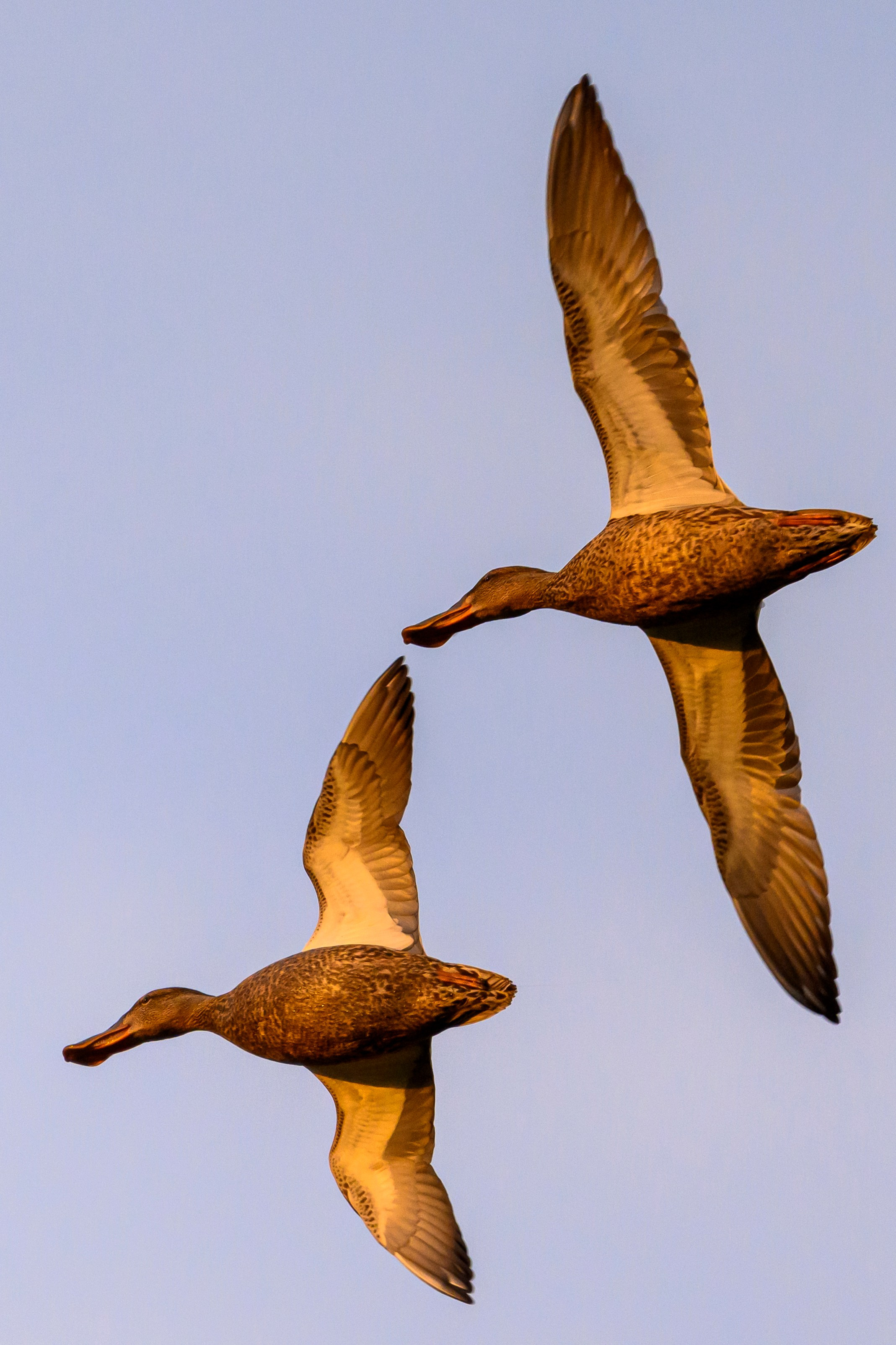 Утки. The ducks. Wildlife photography by Sergey Puponin