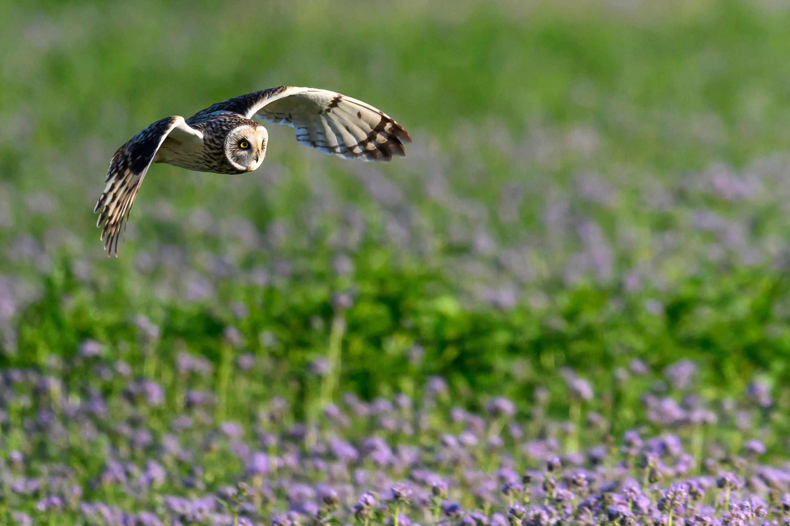 Охота совы. Фотограф Сергей Пупонин