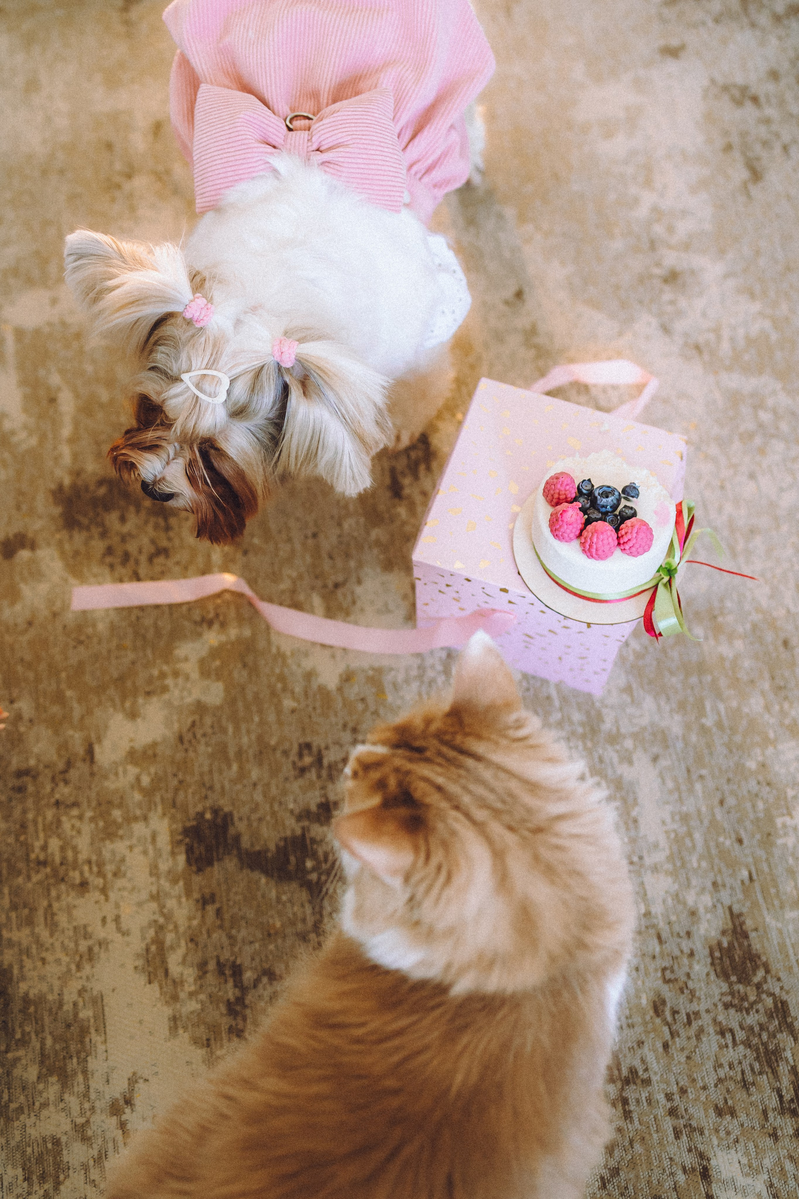 День Рождения Шу