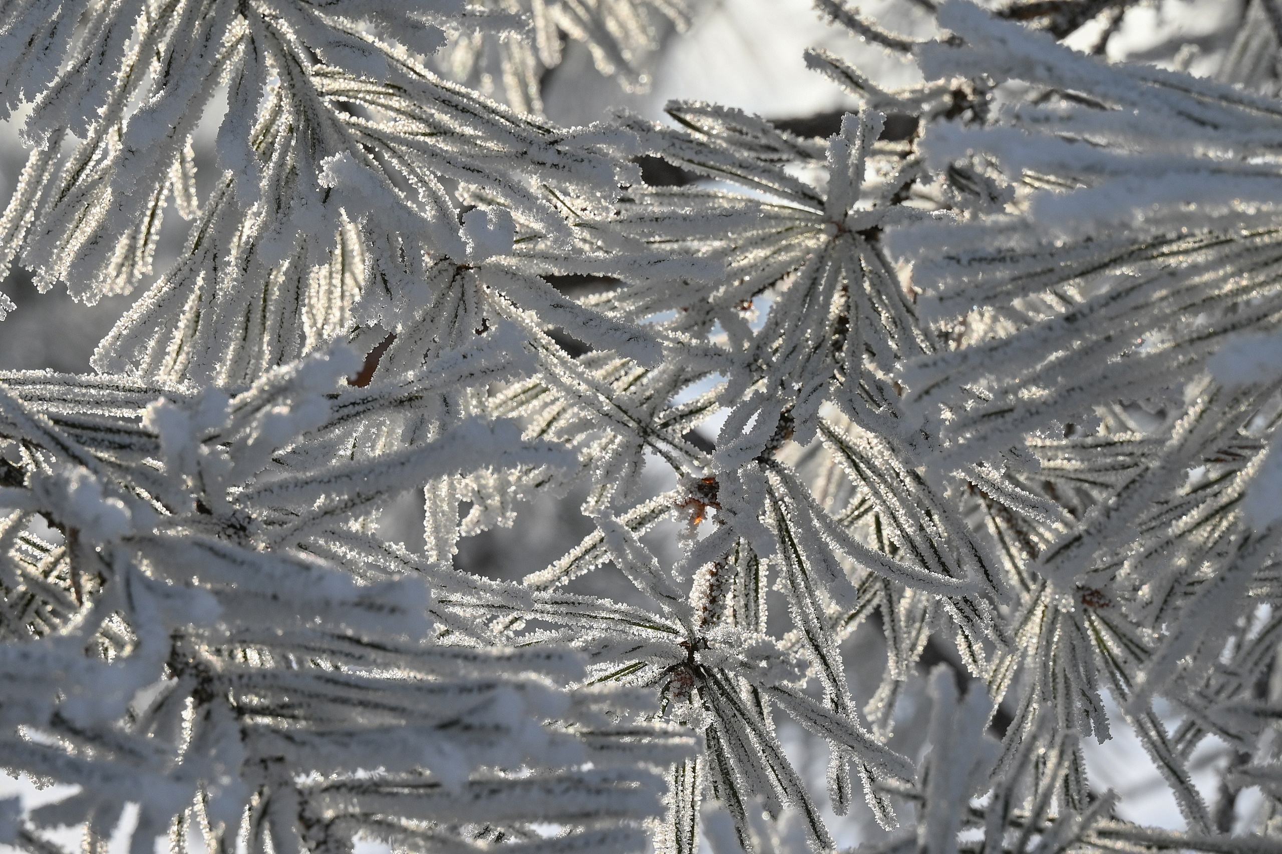 Сибирская зима прекрасна!. FotoGraf