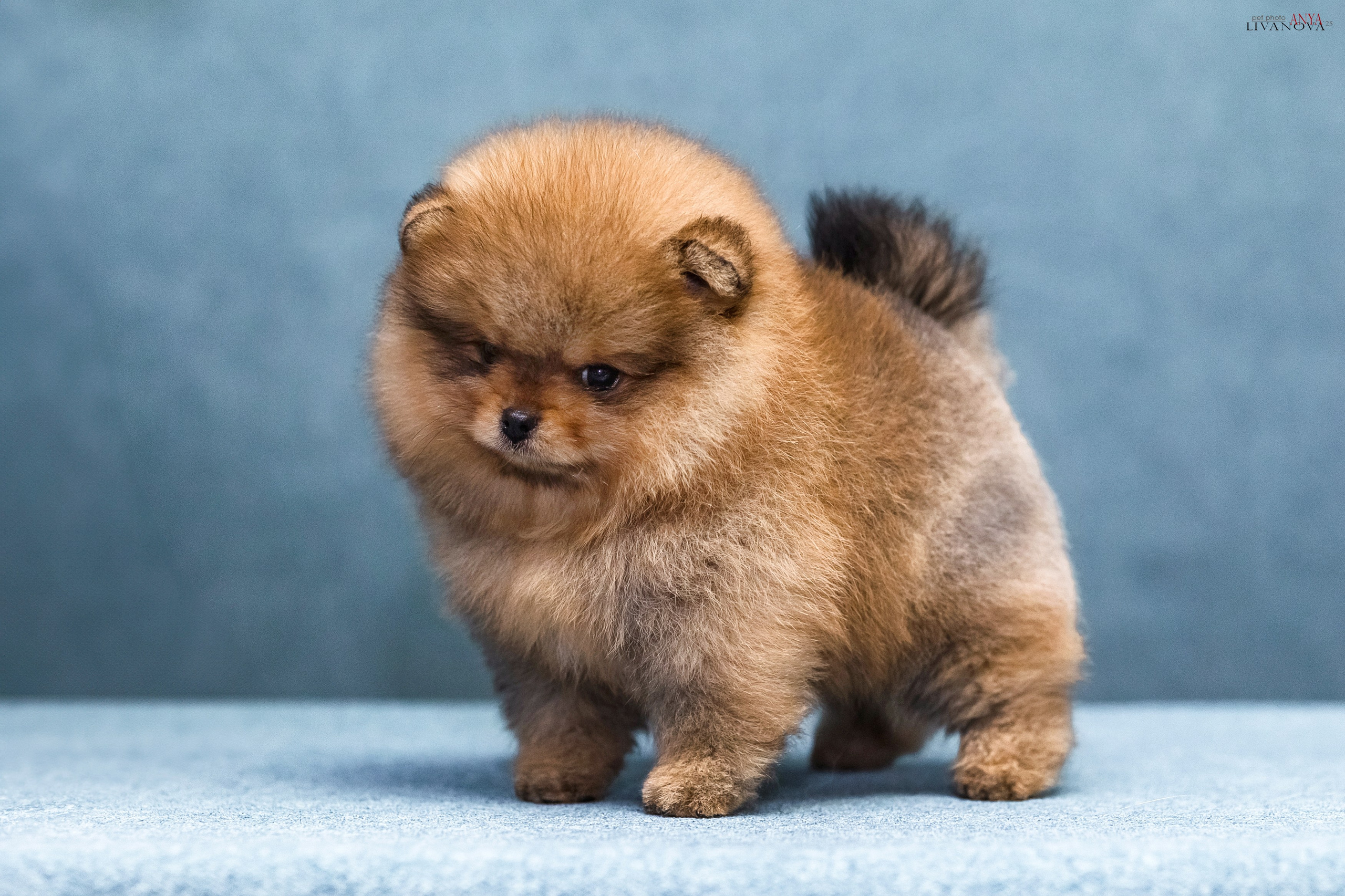 Шпицы. Фотограф анималист Аня Ливанова | Рыбинск