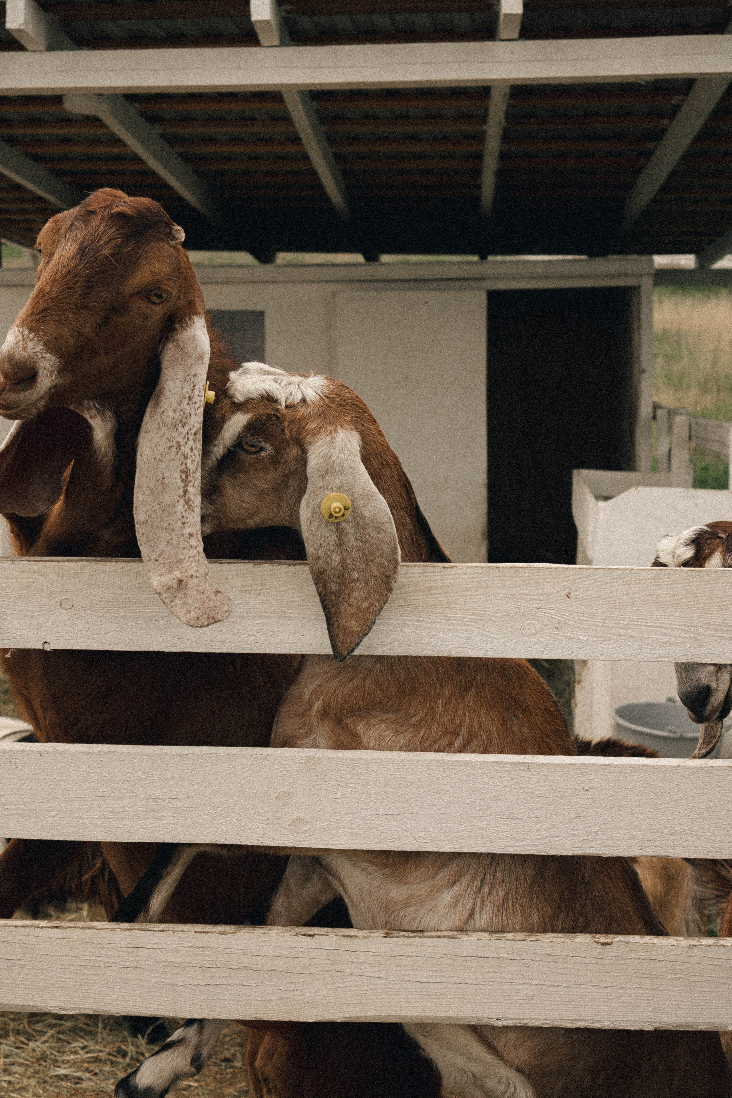 Ферма Альпак. Профессиональный фотограф, Санкт-Петербург — Виктория Богомолова