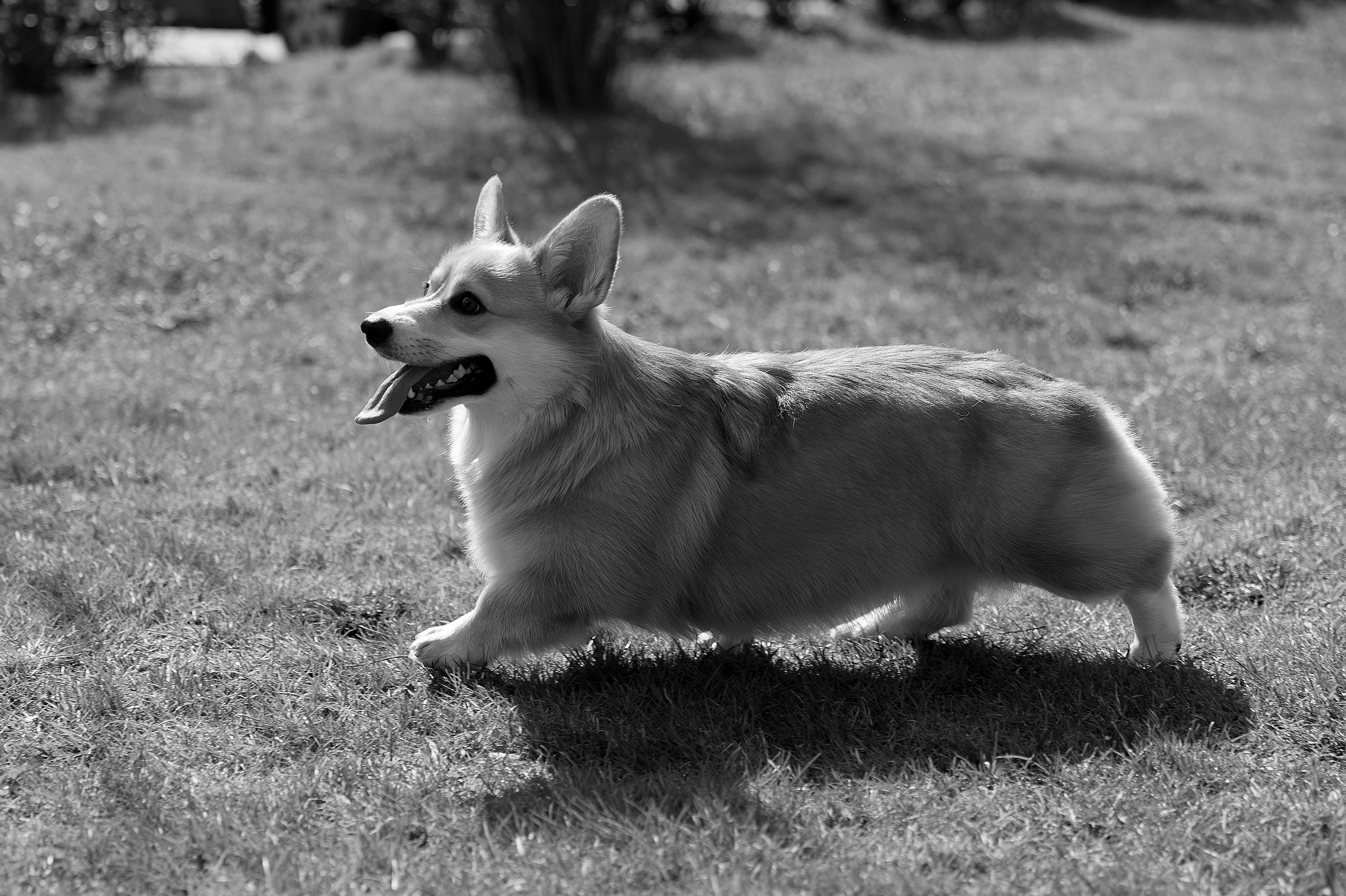 С коржиком Капой. Свадебный фотограф в Пскове и Санкт-Петербурге | Анна Голикова