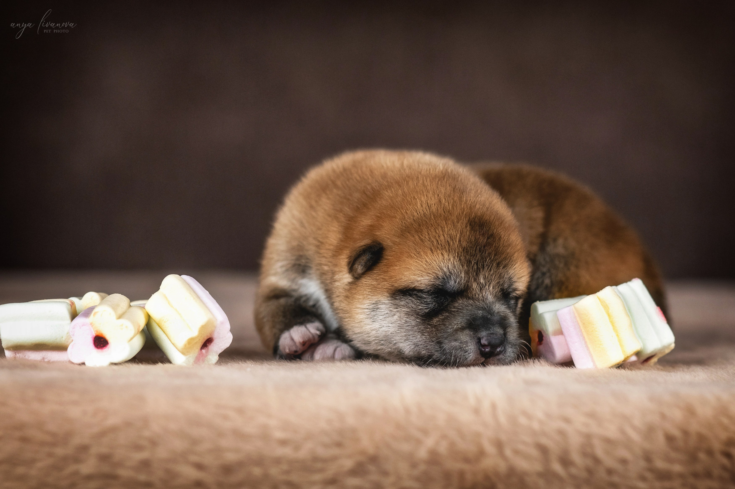 Сибы. Фотограф анималист Аня Ливанова | Рыбинск