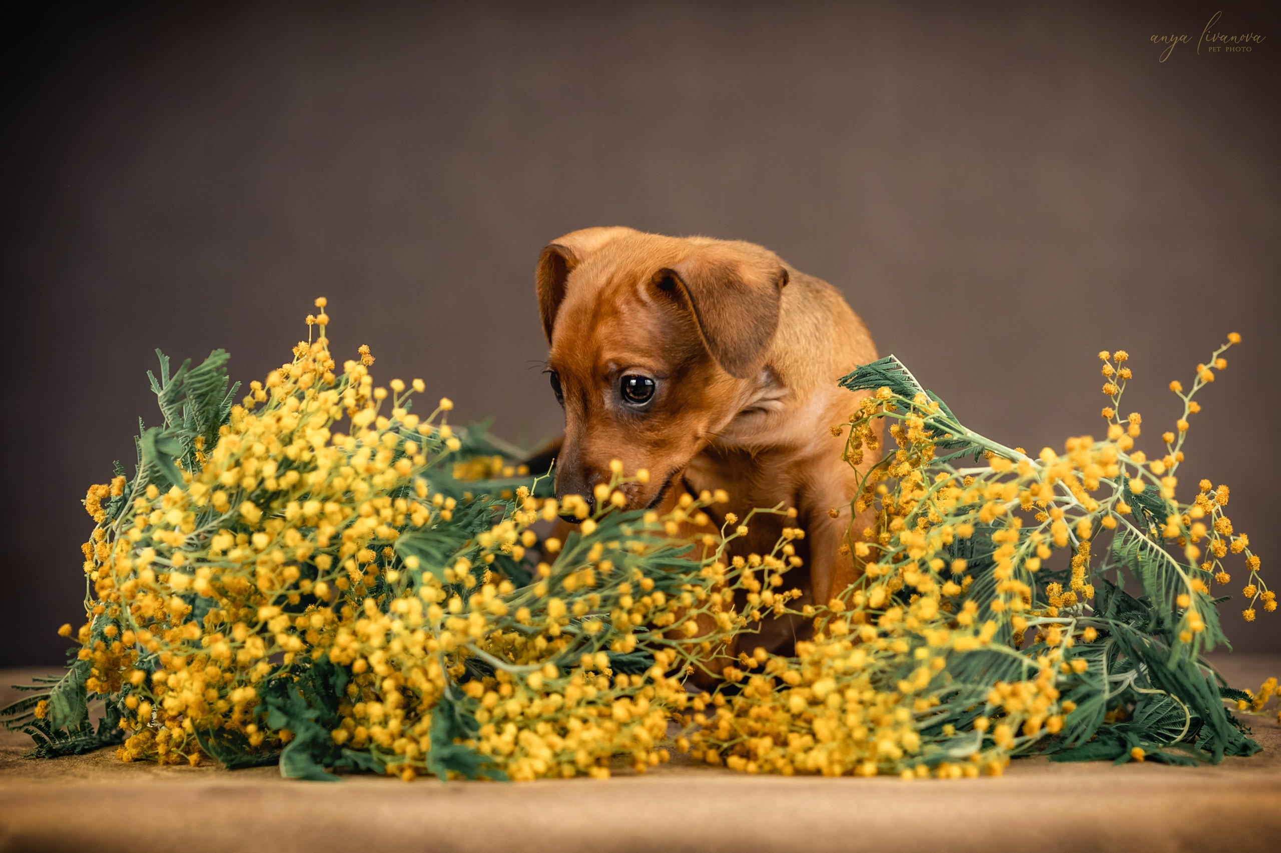 Пинчеры в мимозе. Фотограф анималист Аня Ливанова | Рыбинск