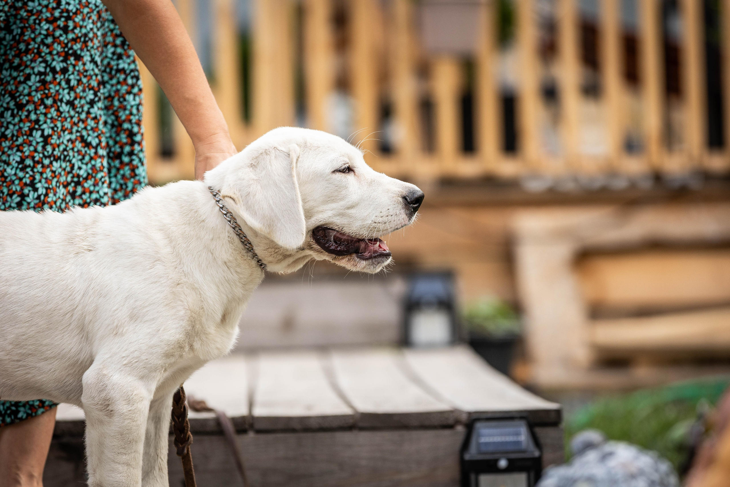 Иншала и Сирена. Фотограф-АниМалист Анна Абрамова
