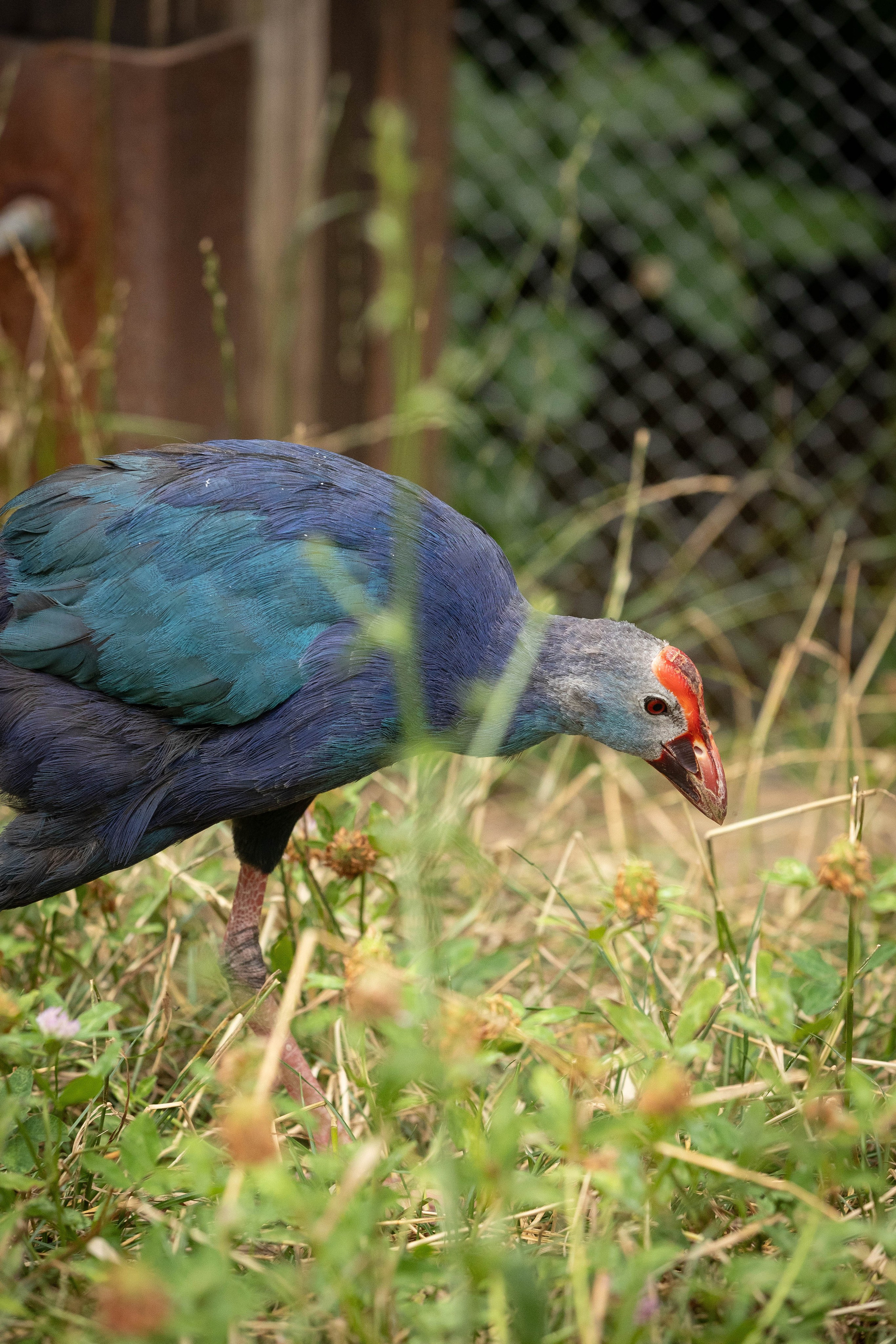 Зоопарк Малинки. Фотограф-АниМалист Анна Абрамова