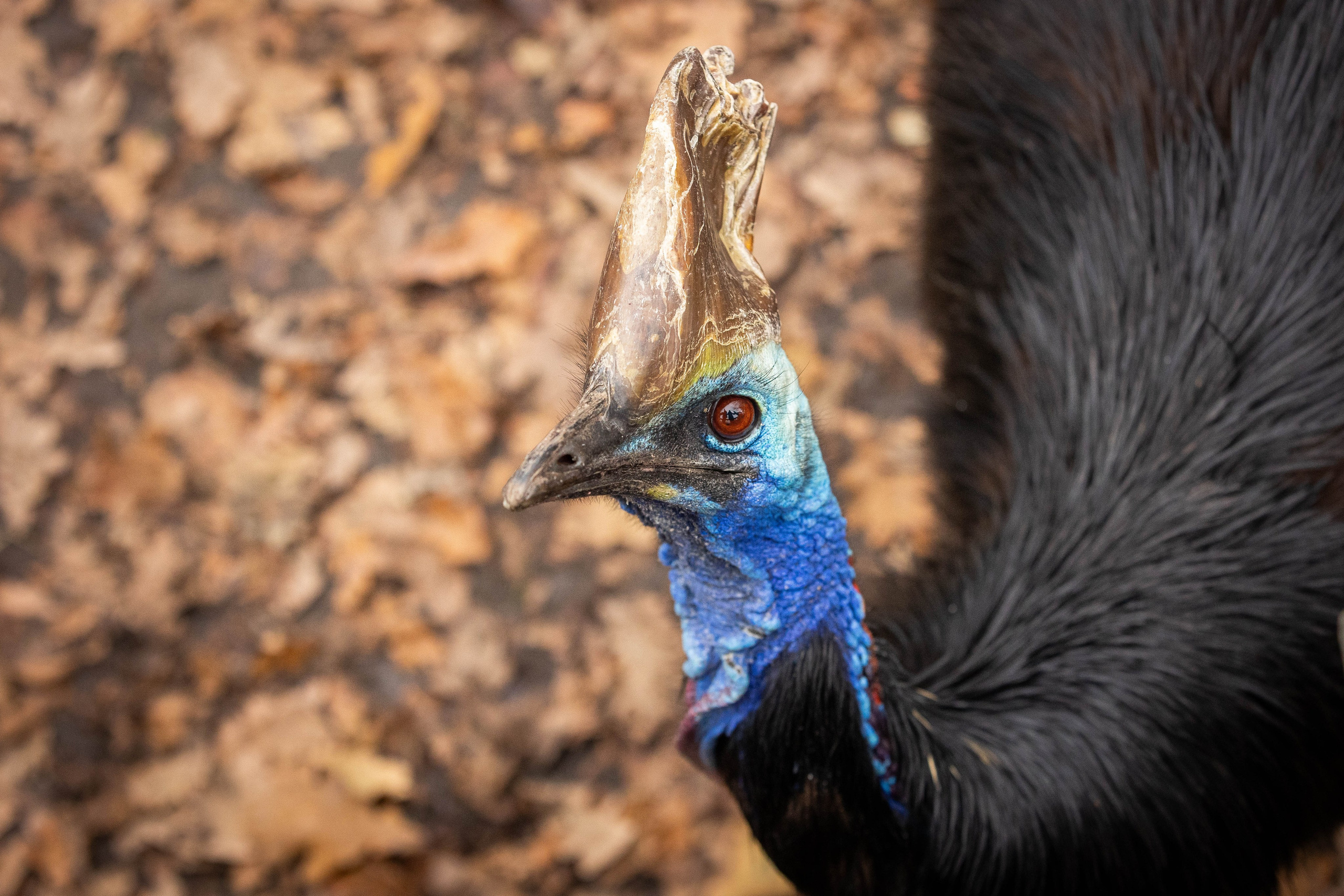 Зоопарк Малинки. Фотограф-АниМалист Анна Абрамова