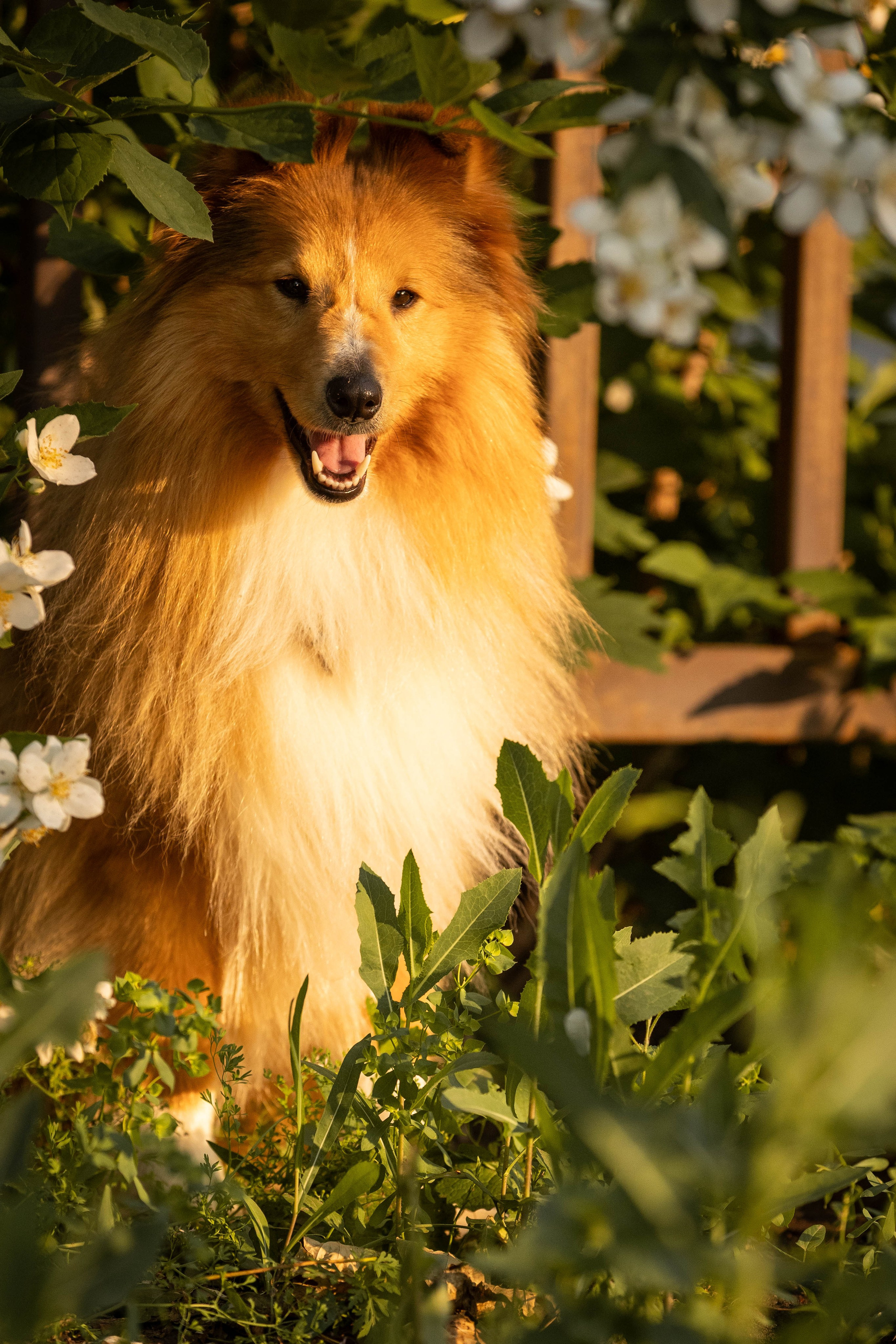 Сара и Лена. Фотограф-АниМалист Анна Абрамова