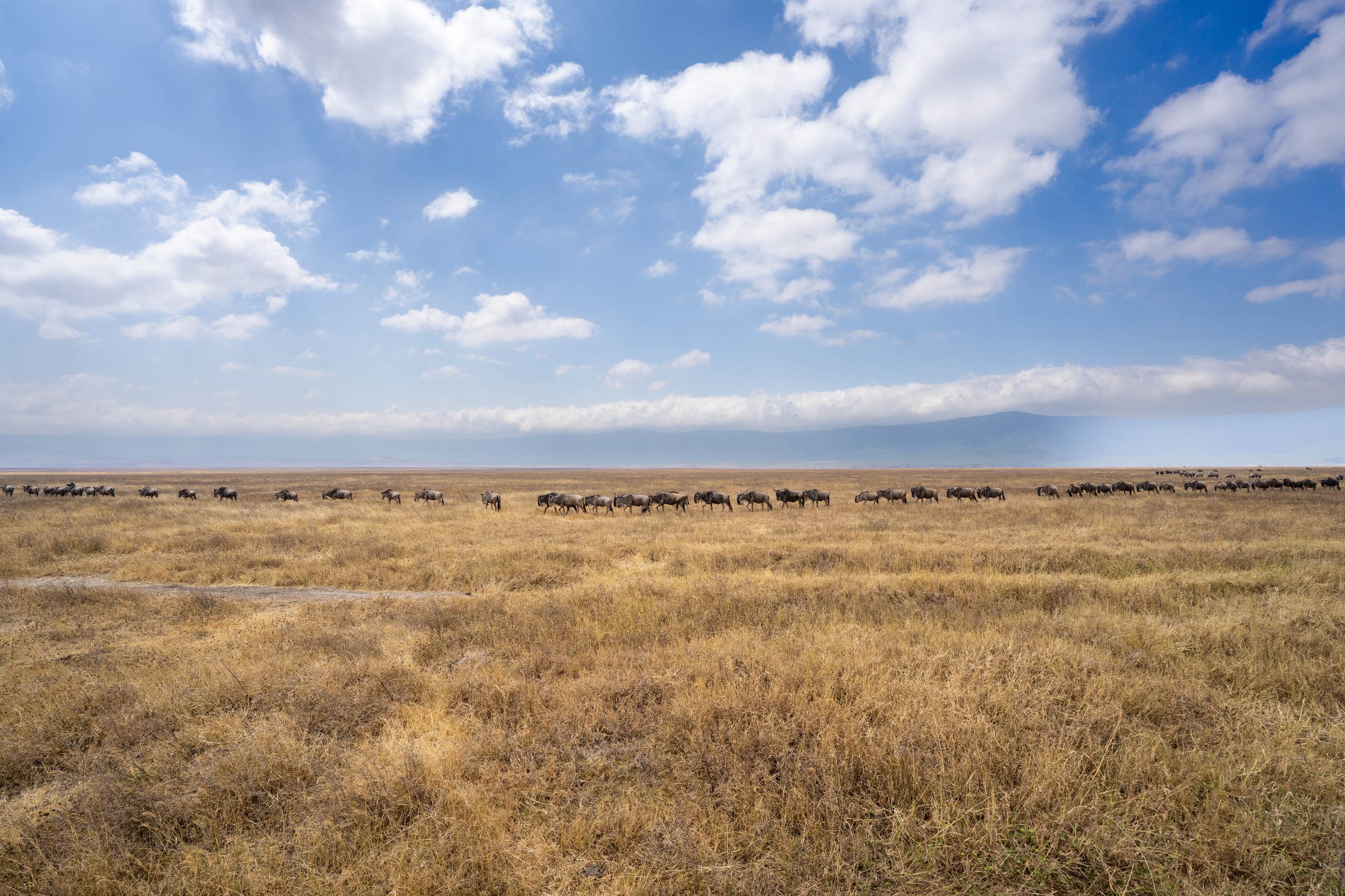 Танзания, сафари, 2025. Творческие сьемки