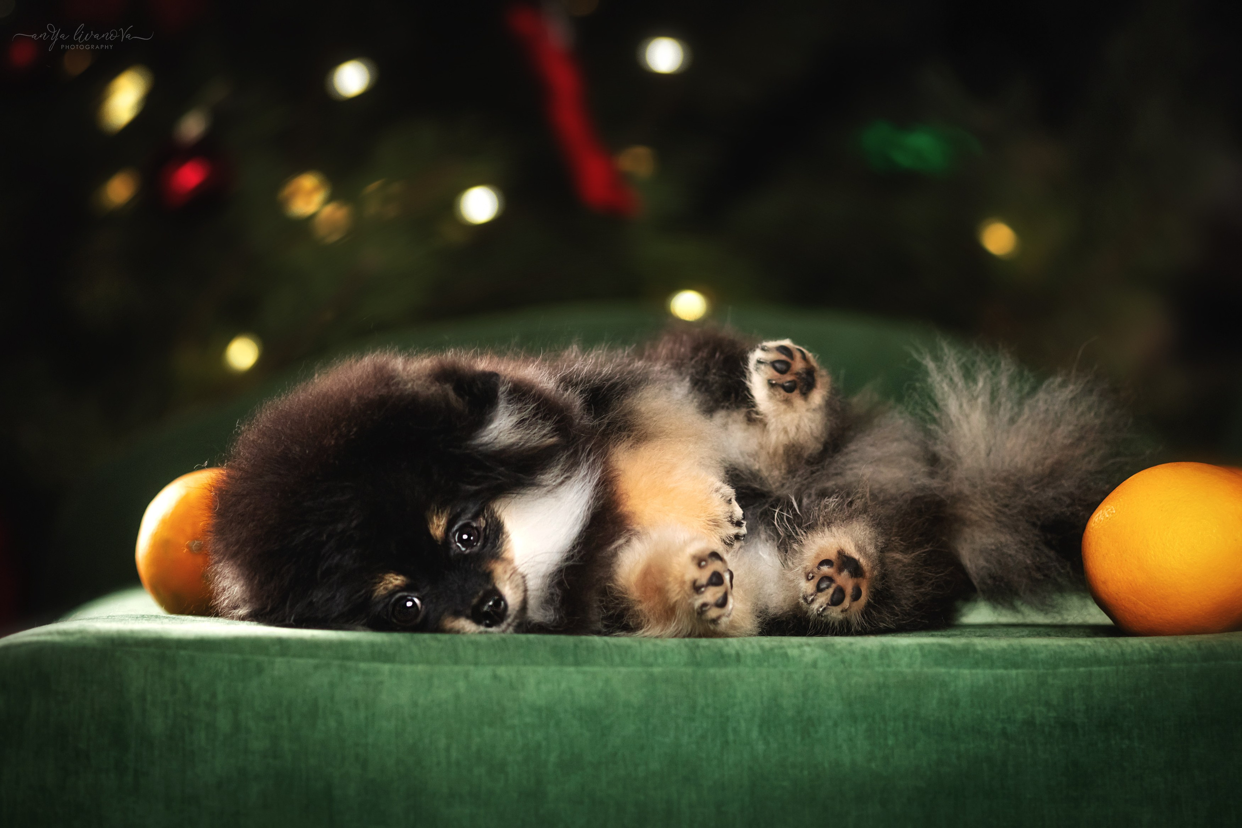Новогодняя атмосфера в «Simply the Best». Фотограф анималист Аня Ливанова | Рыбинск