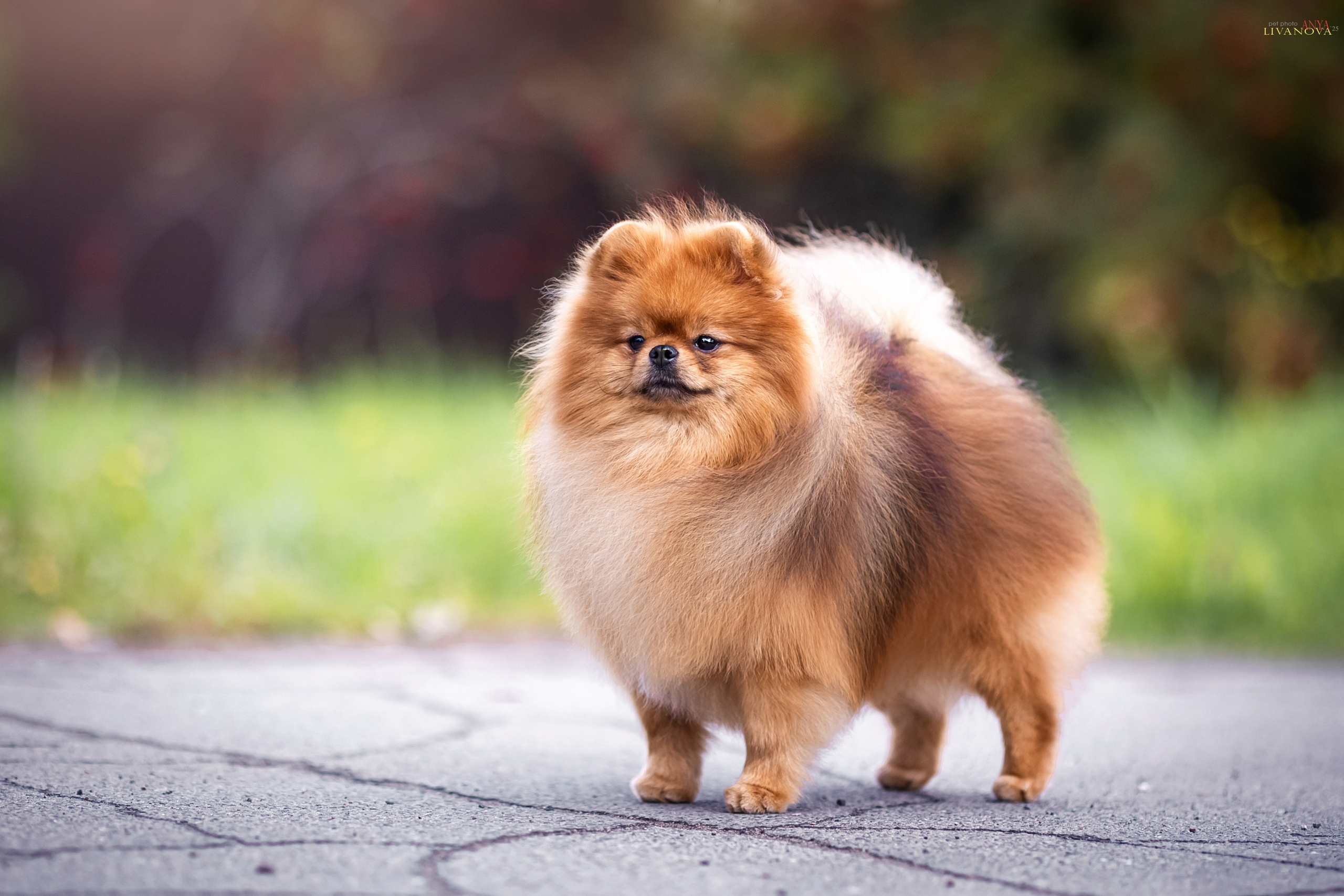 Шпицы. Фотограф анималист Аня Ливанова | Рыбинск