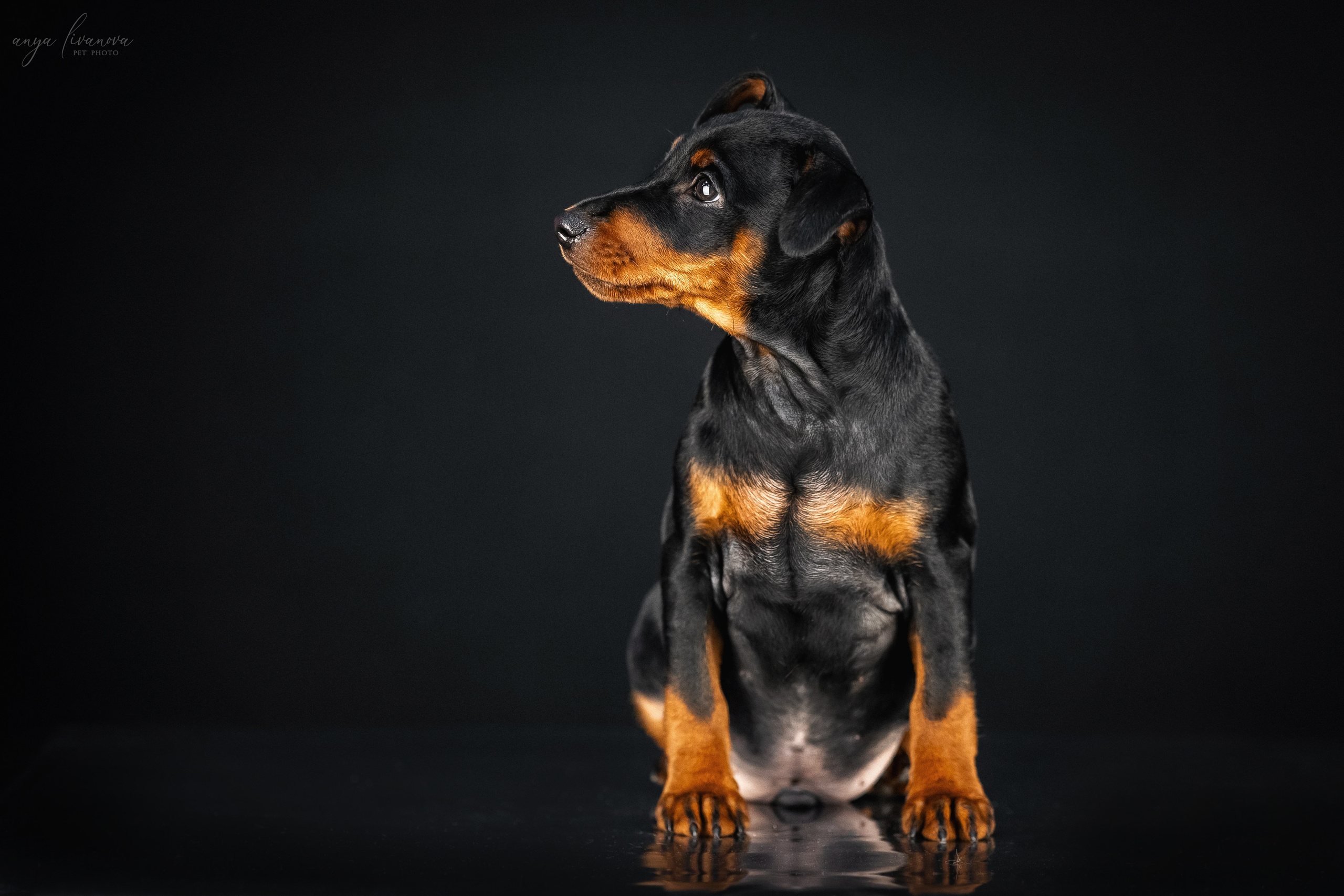 Пинчерята. Фотограф анималист Аня Ливанова | Рыбинск