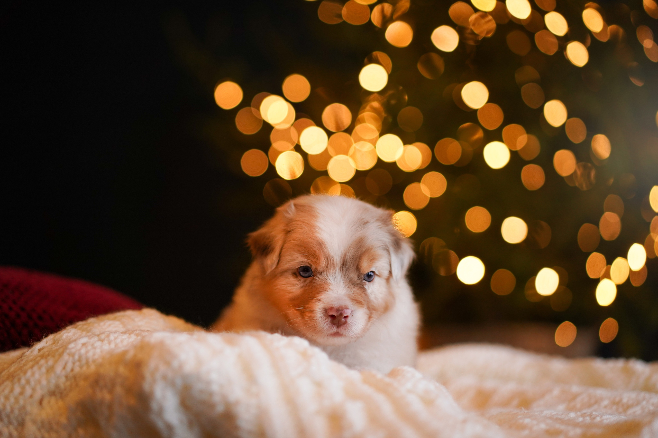 Щенки австралийской овчарки. Фотограф-анималист в Санкт-Петербурге Яна Мартынова
