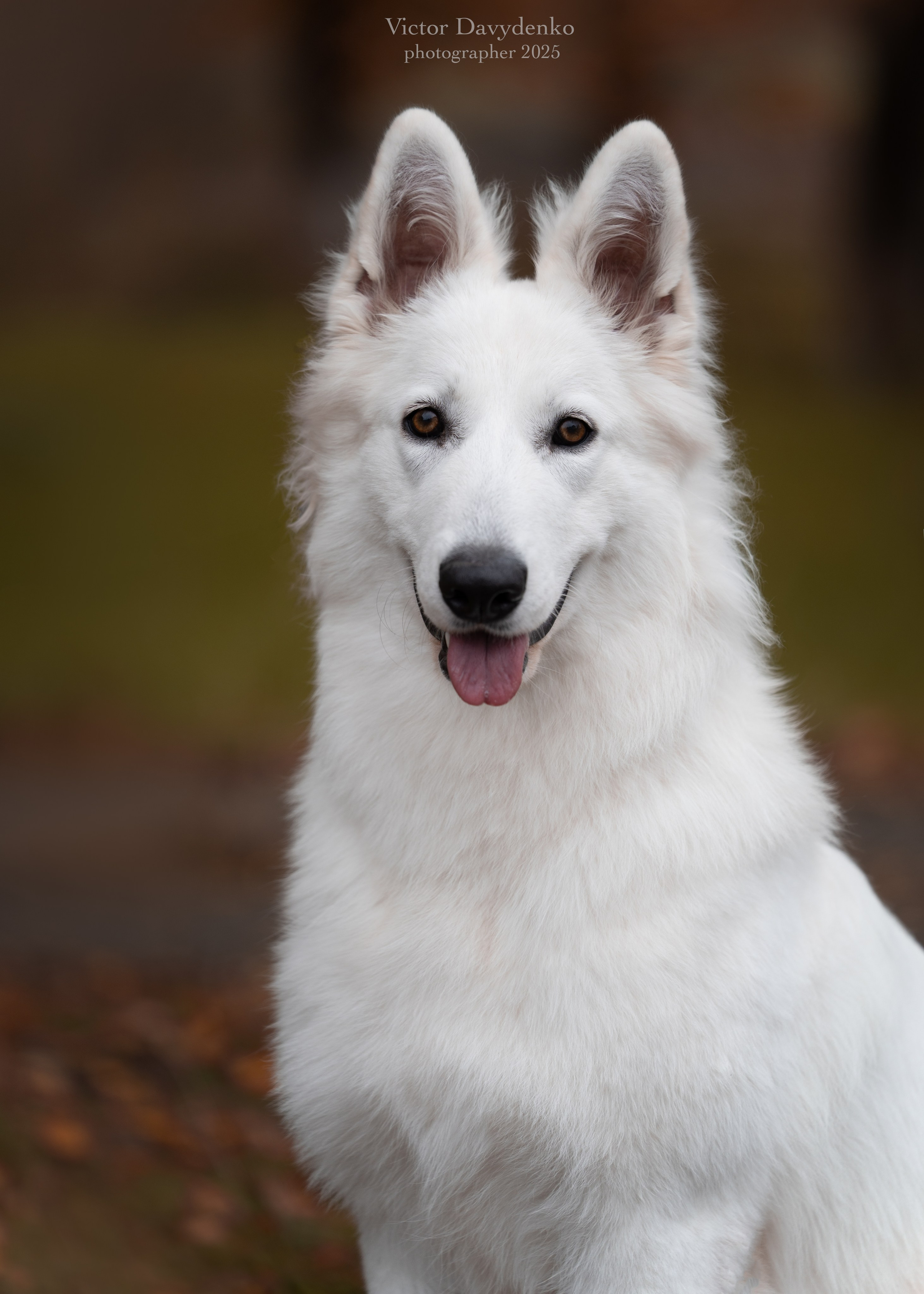 фотосессия собак краснодар выставка собак фотограф анималист сочи Бшо 