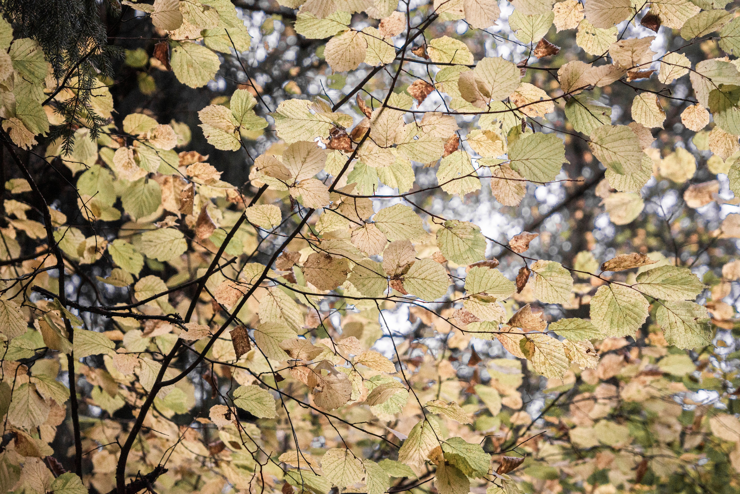 Разное неважное. Фотограф в Москве Алейникова Евгения