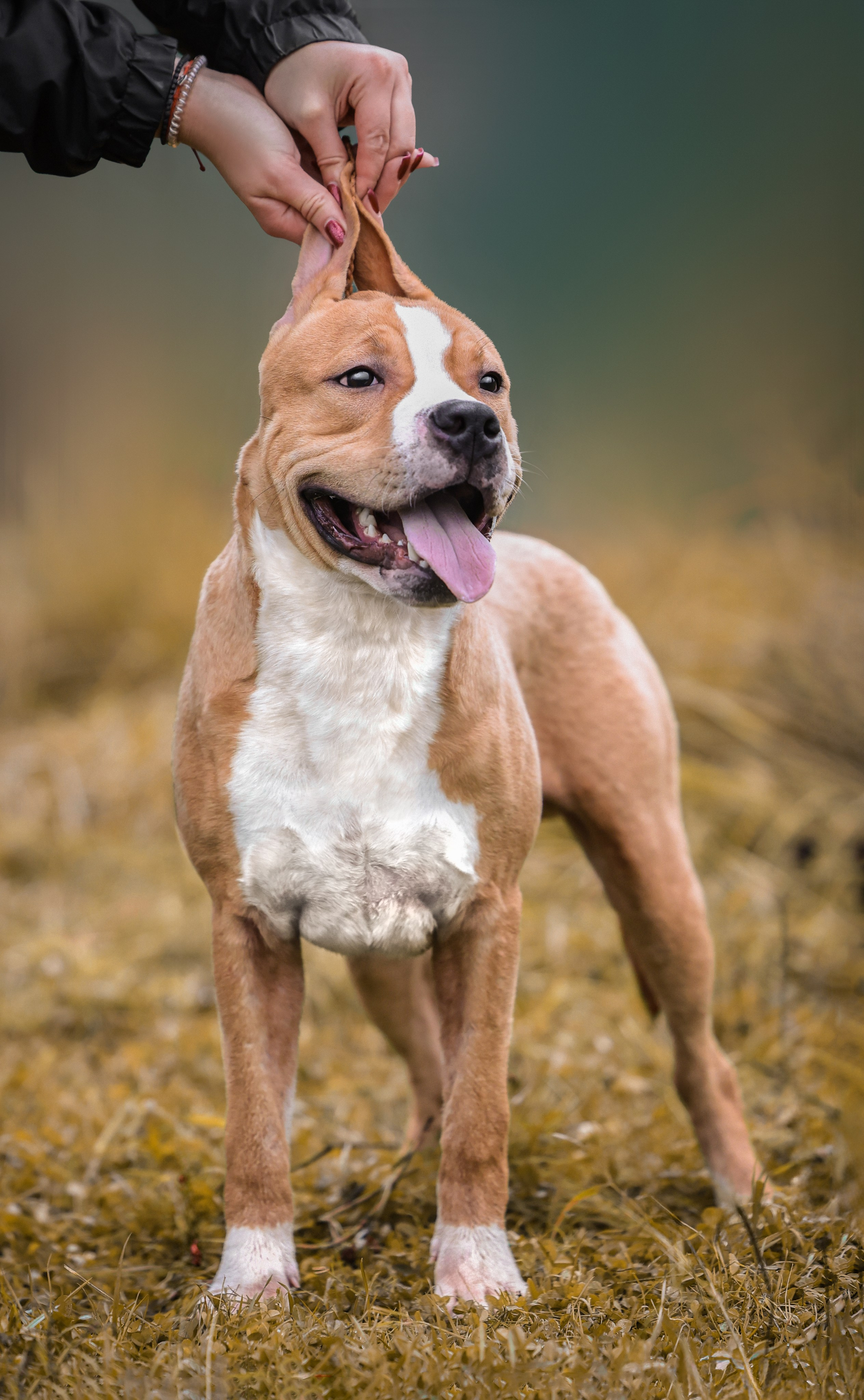 Анималистика. Репортаж. Индивидуальная съемка