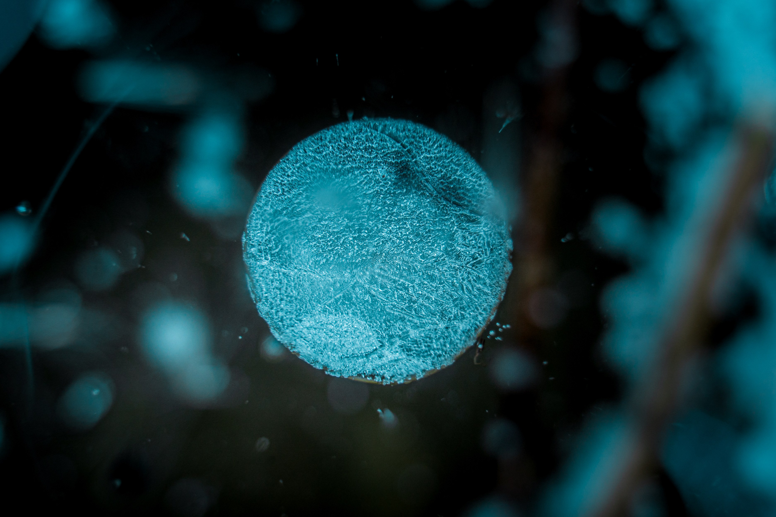 Пища для глаз. Ваш фотограф Северск | Томск