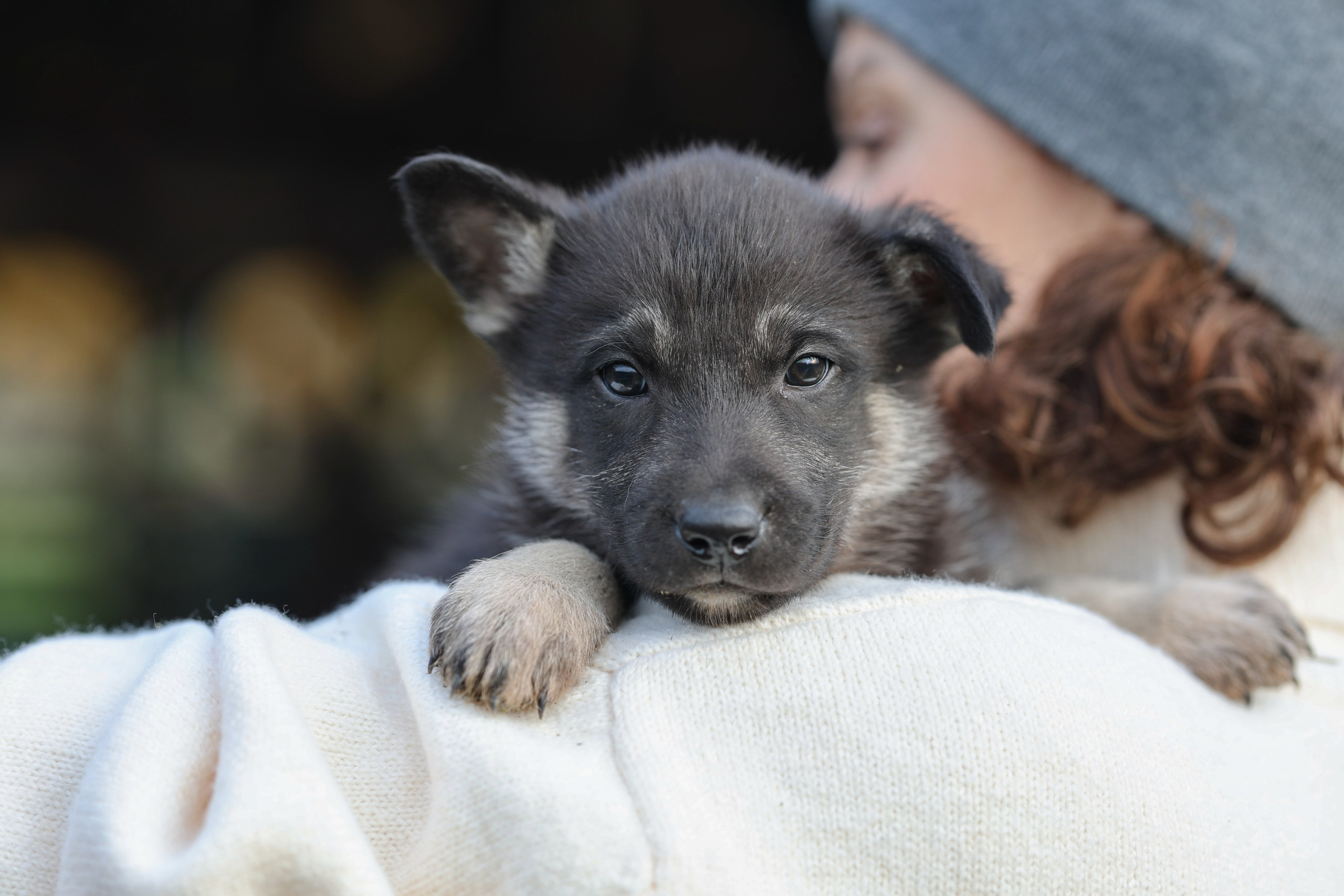 Щенки. Фотограф Максим Татаринов