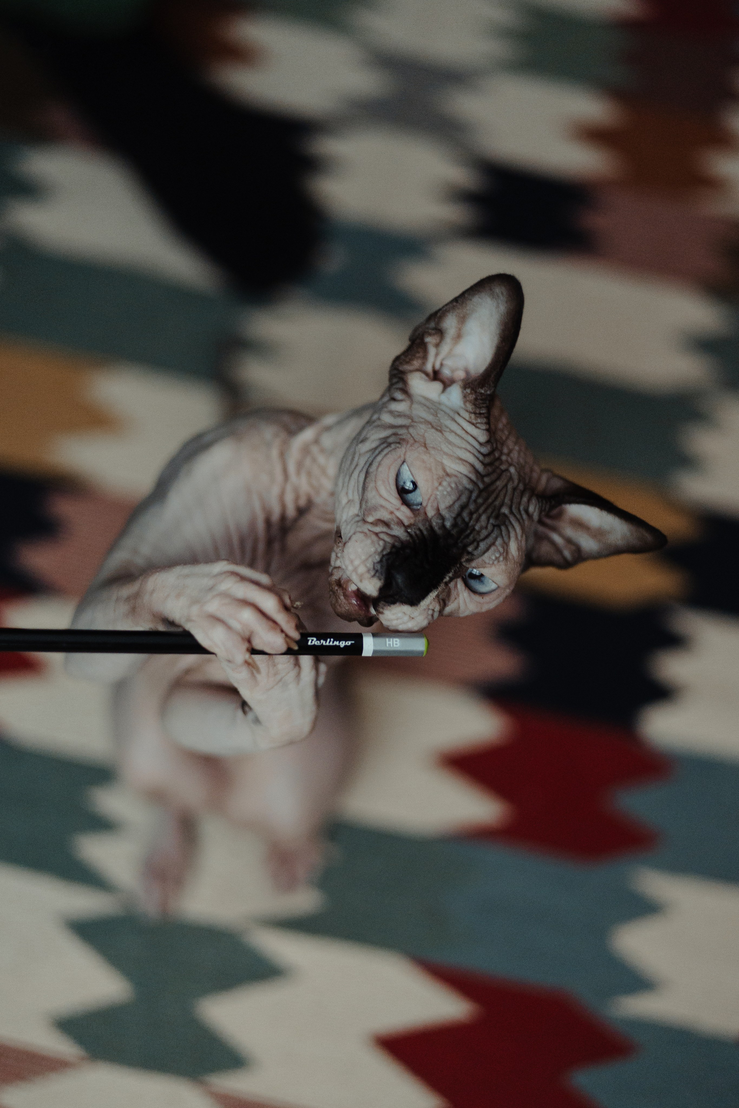 Алина, Илья и их хвосты. Фотограф Анималист Екатерина Справцева в Нижнем Новгороде