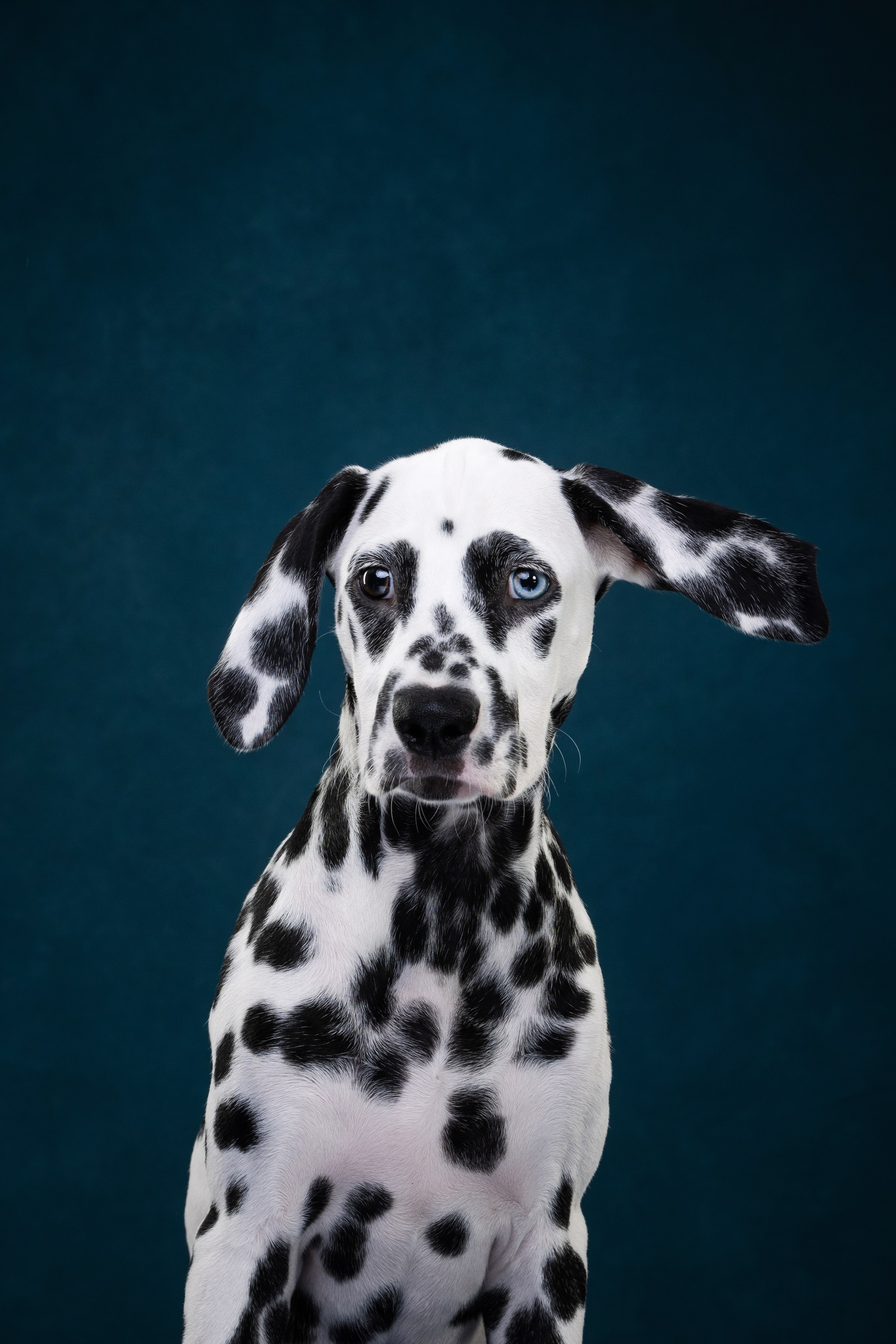 Далматин Одри. Фотограф анималист Осипчикова Мария