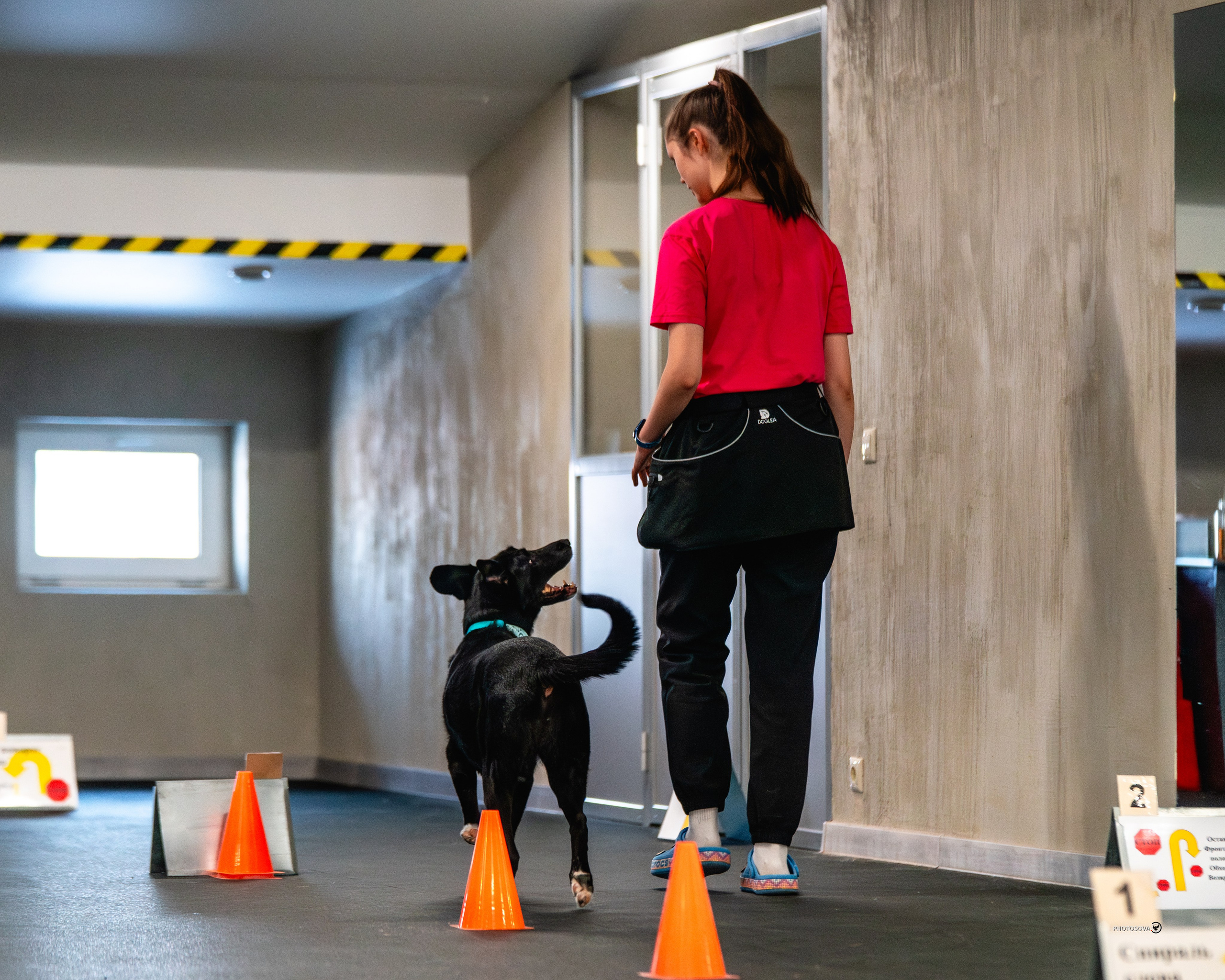 ТЫ И Я (соревнования по ралли-обидиенс). Фотограф-анималист, семейный фотограф в Москве и Подмосковье. Фотосъёмка кинологических дисциплин