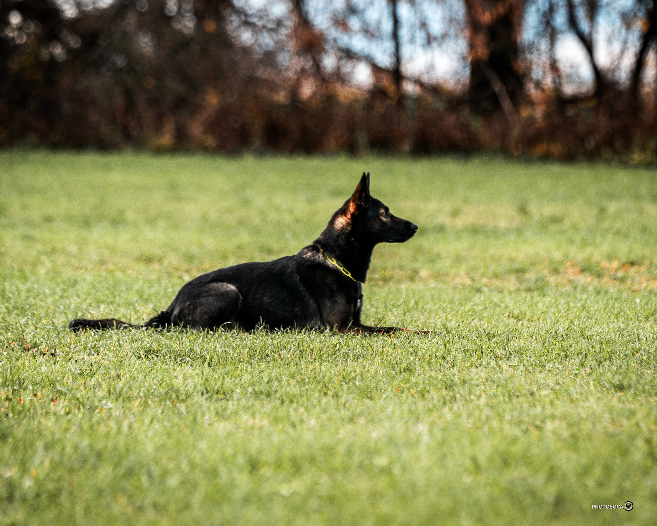 МЫ — КОМАНДА (соревнования) OKD, BH, IBGH, IGP. Фотограф-анималист, семейный фотограф в Москве и Подмосковье. Фотосъёмка кинологических дисциплин