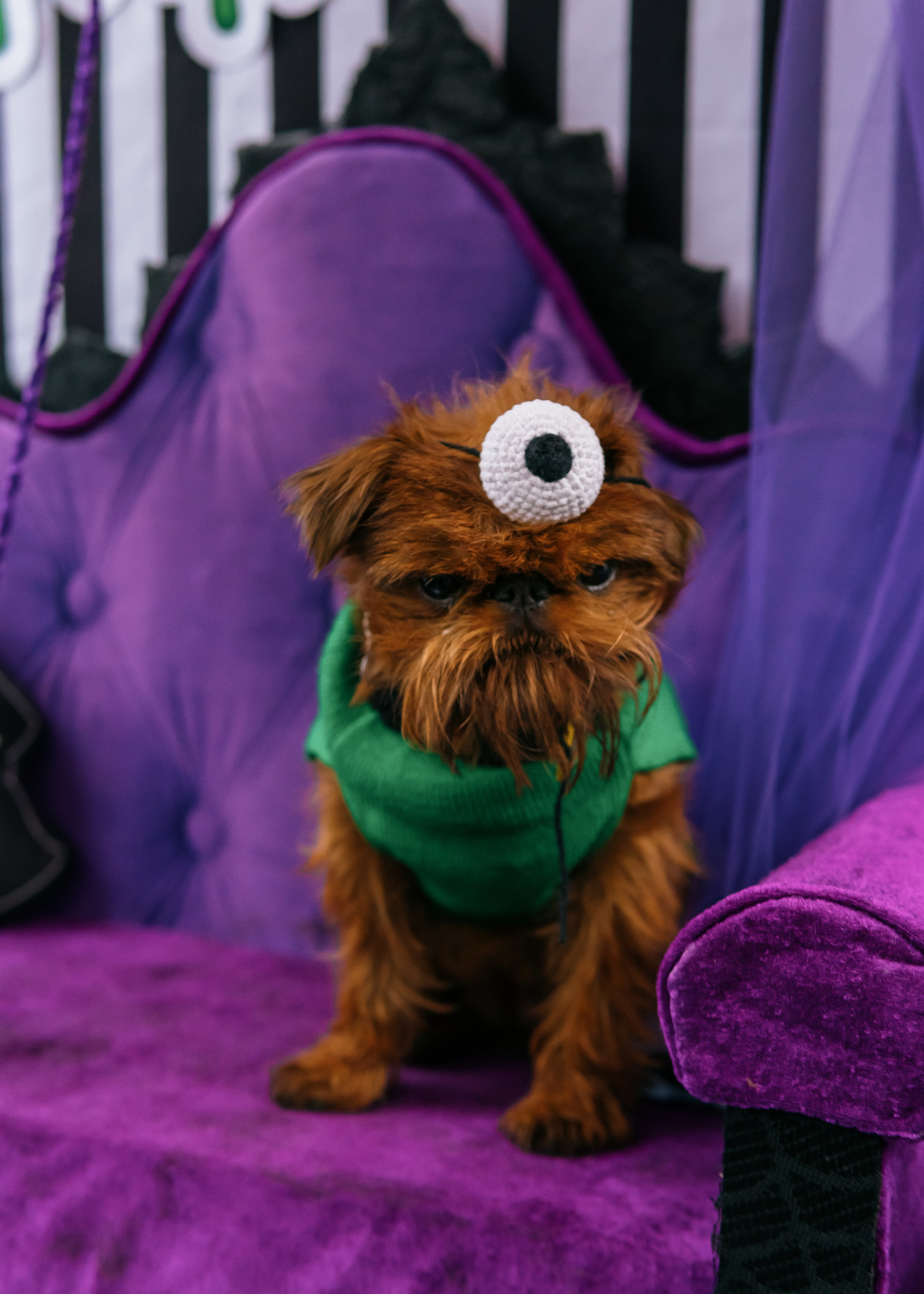 Тематическая встреча породников «Griffween». Фотограф-анималист Ксения Воробьева, Москва