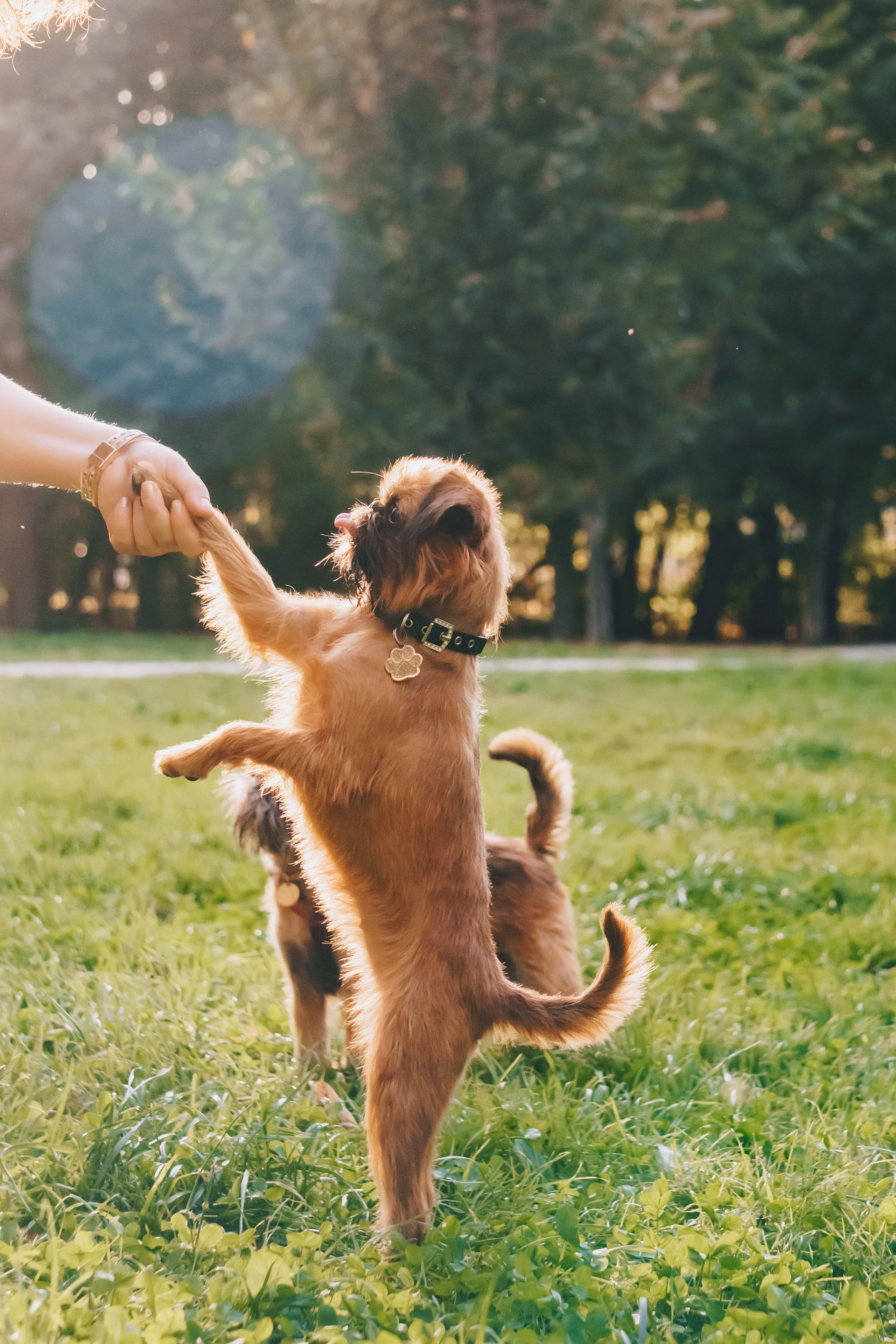 Мини-туса гриффоны и брабансоны. Фотограф-анималист Ксения Воробьева, Москва