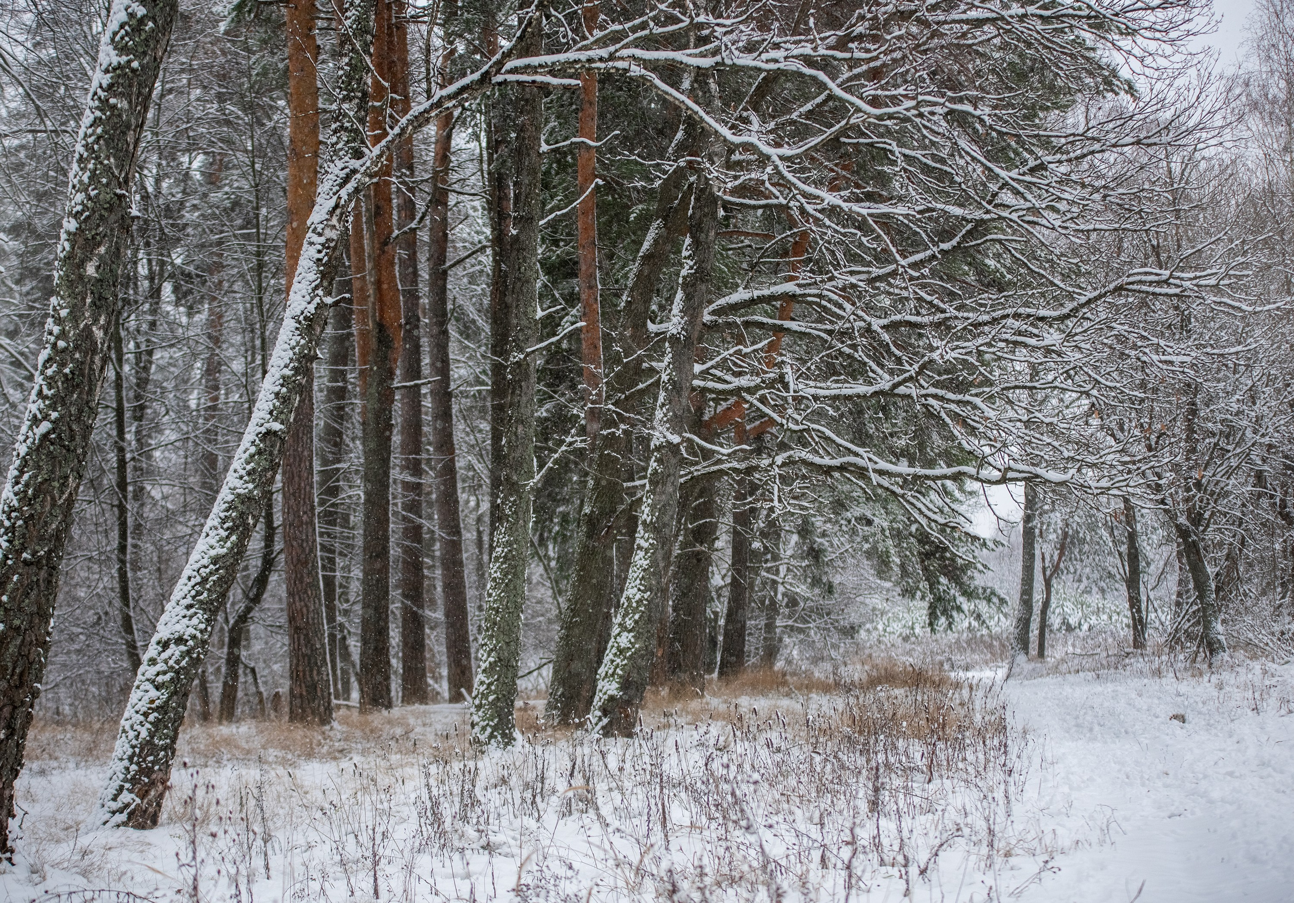Природа. Съемки в стиле Goblicore и прочая нечисть. Конный фотограф из Москвы Ирина Бондаркова