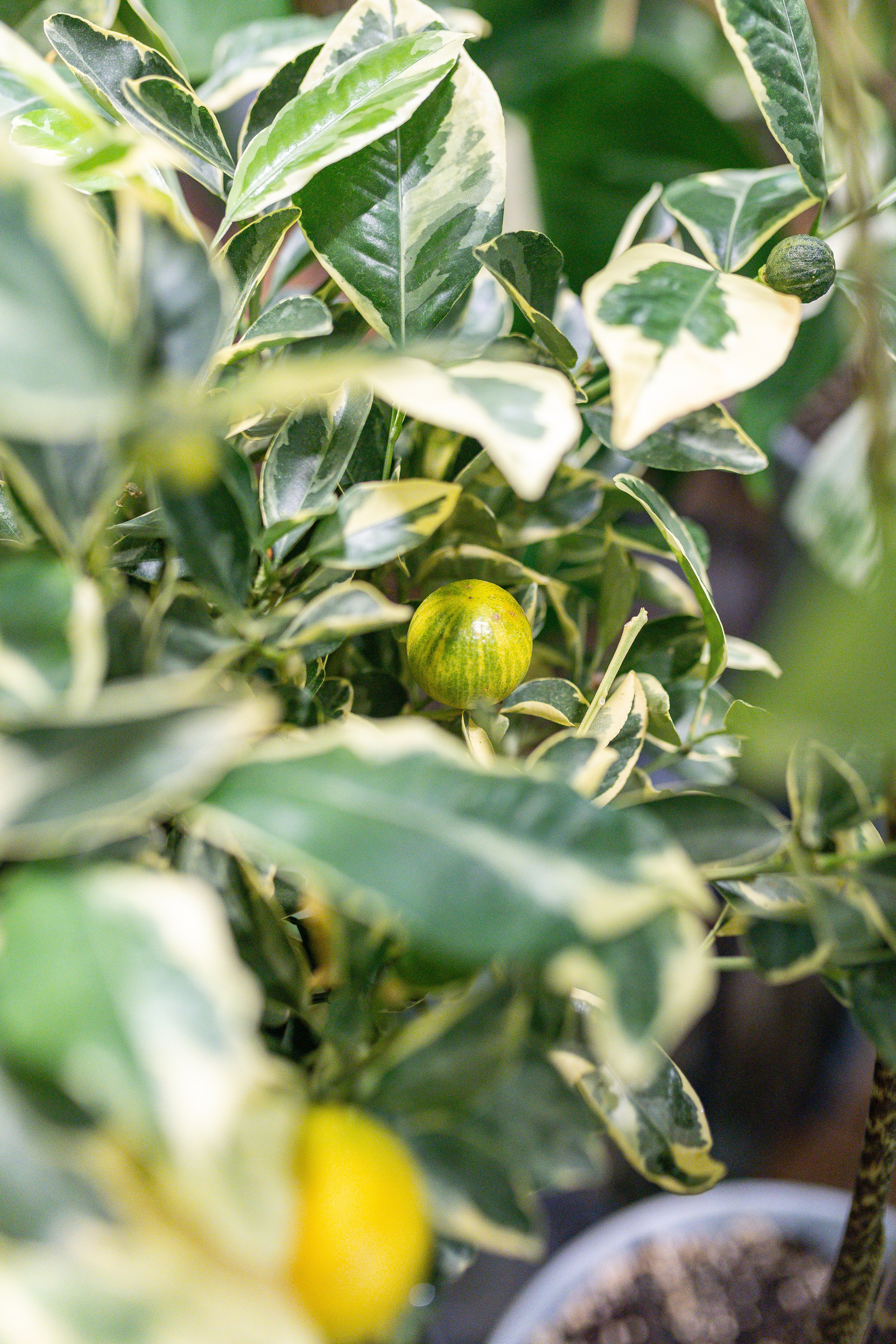 Green rare июнь 2025. Александра Куликова фотограф, Москва