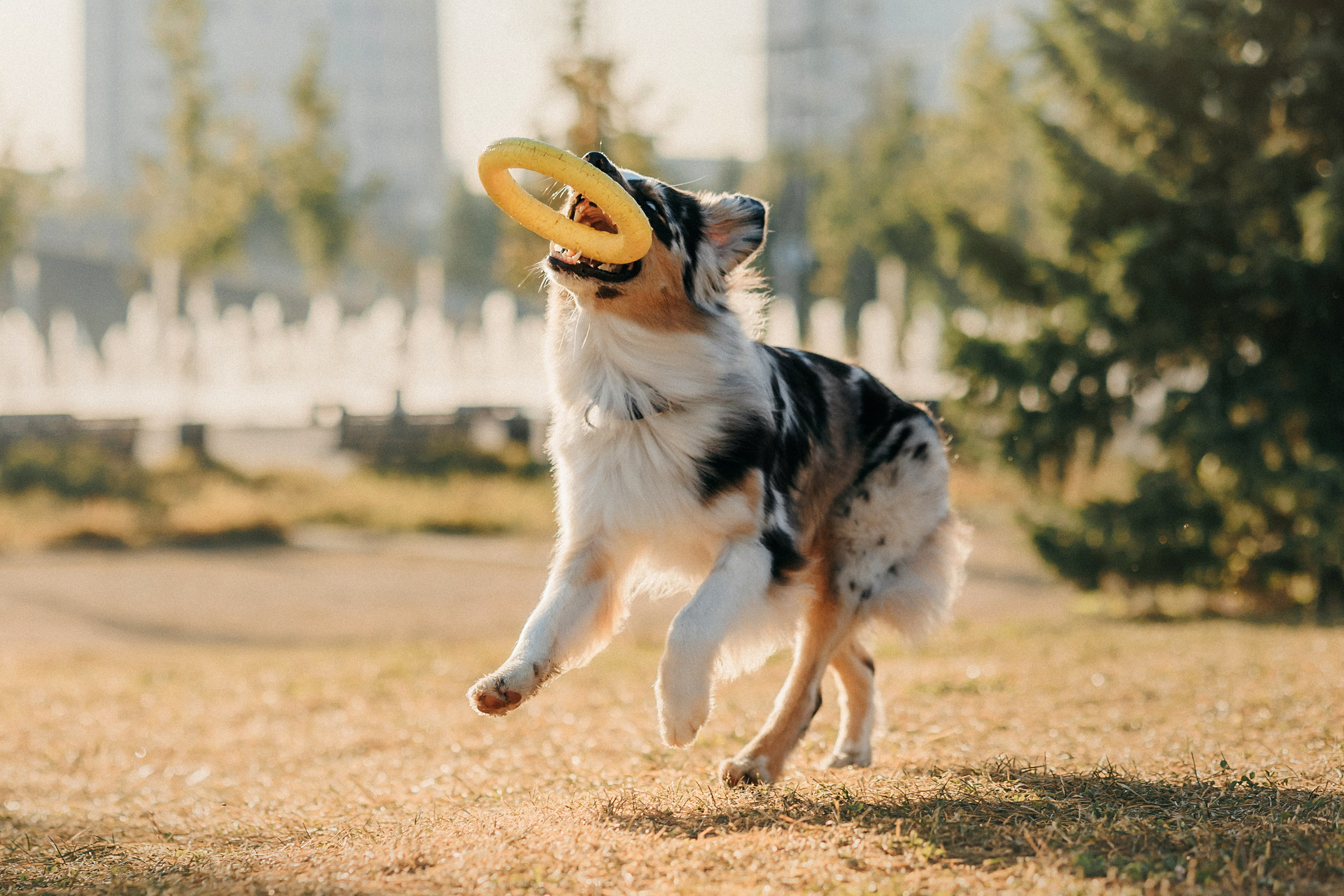 Аня, Чарли и Ева. Фотограф-анималист Елена Радченко, Москва
