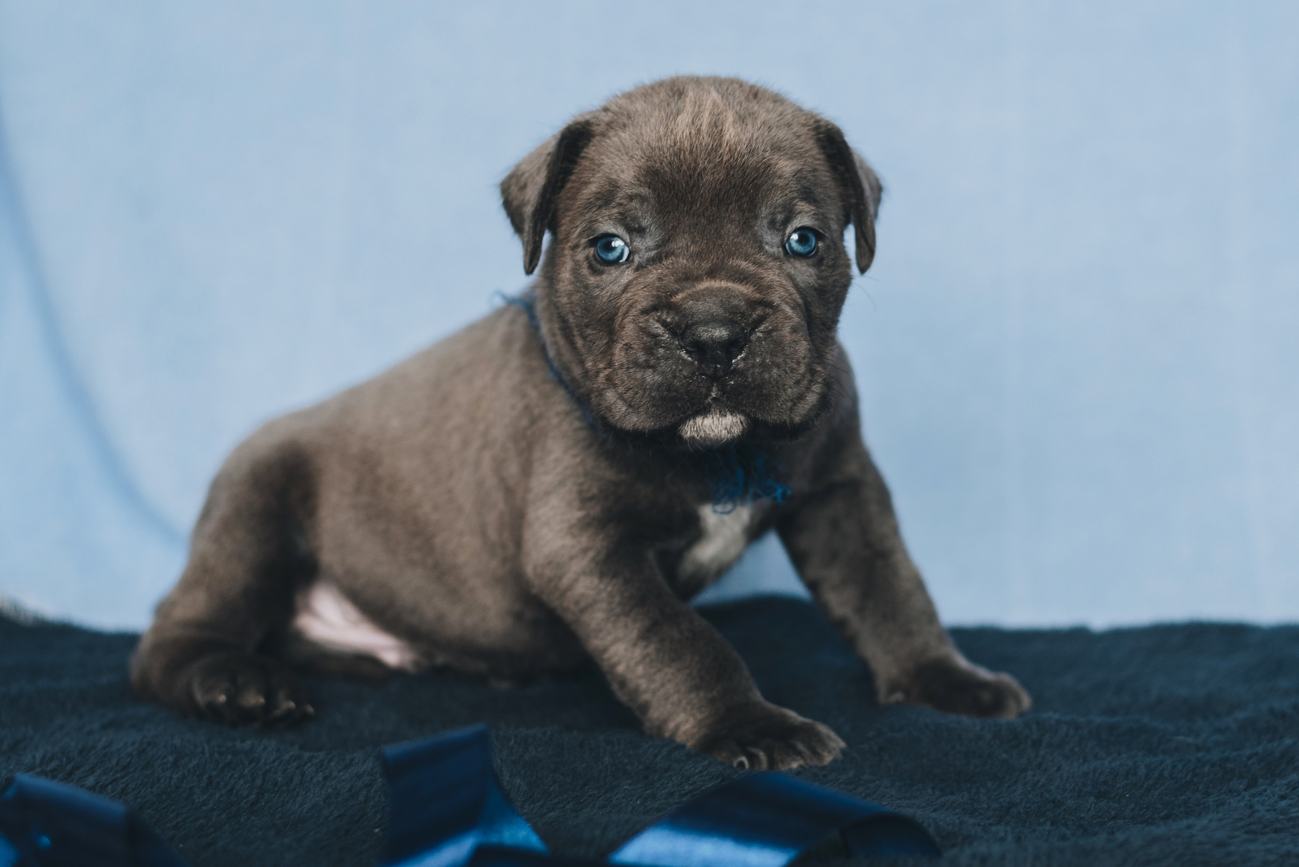 Cane Corso. Natalia Finch Photography — Family, Kids & Pet Photographer in Chicago, IL