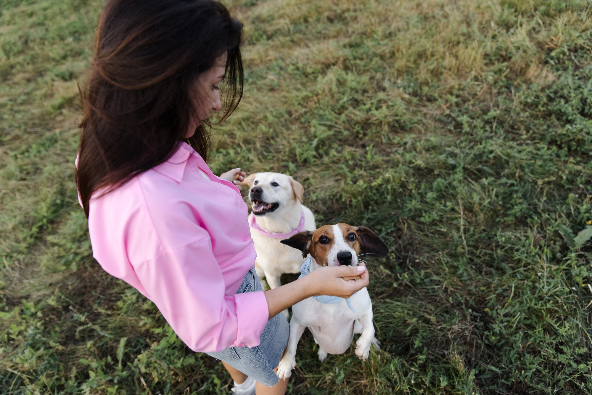 Счастье на четырёх лапах. Маргарита Рубцова свадебный фотограф Тольятти