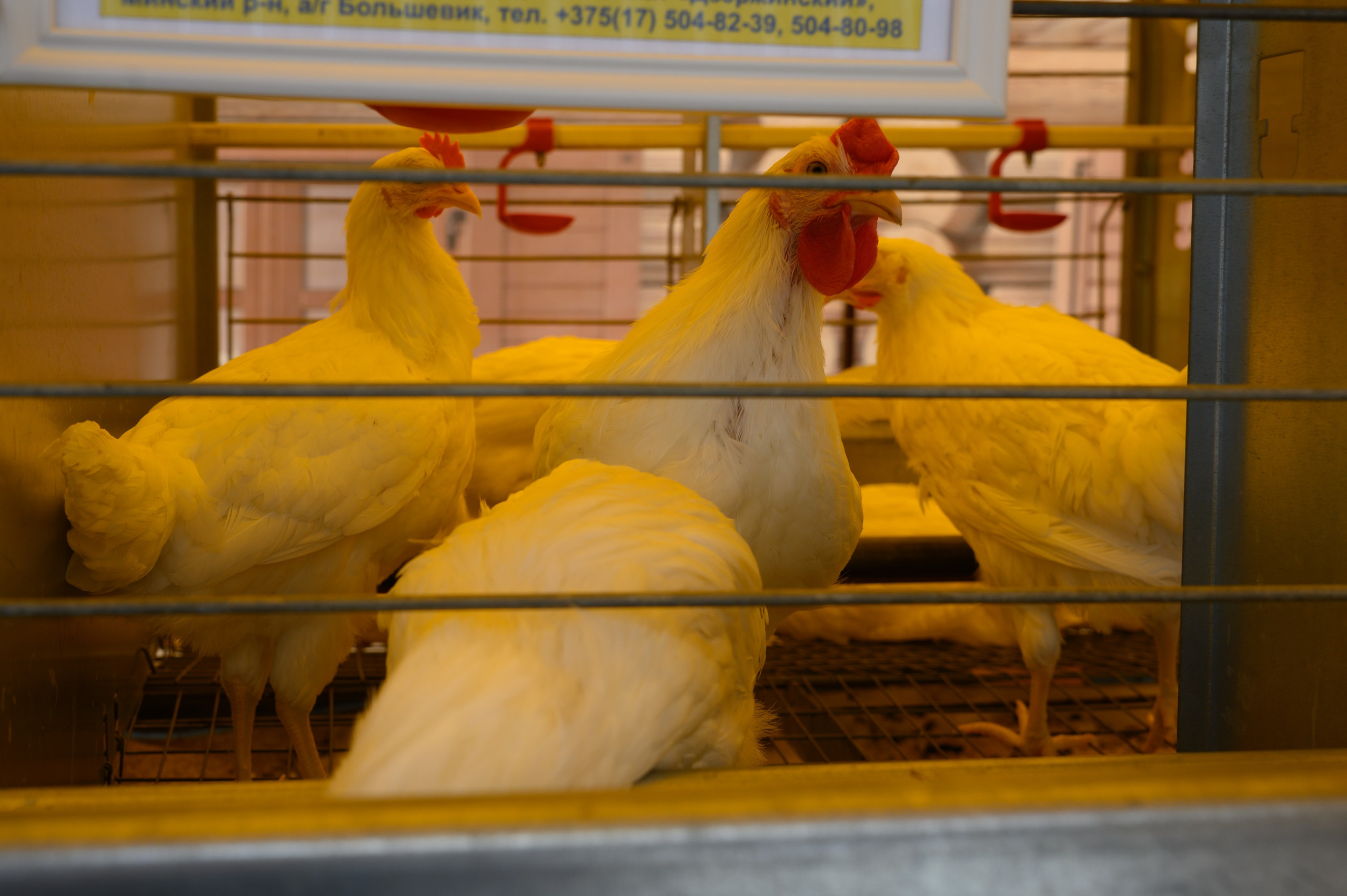 Агровыставка. Фотоуслуги, услуги фотографа, фотографирование важных событий